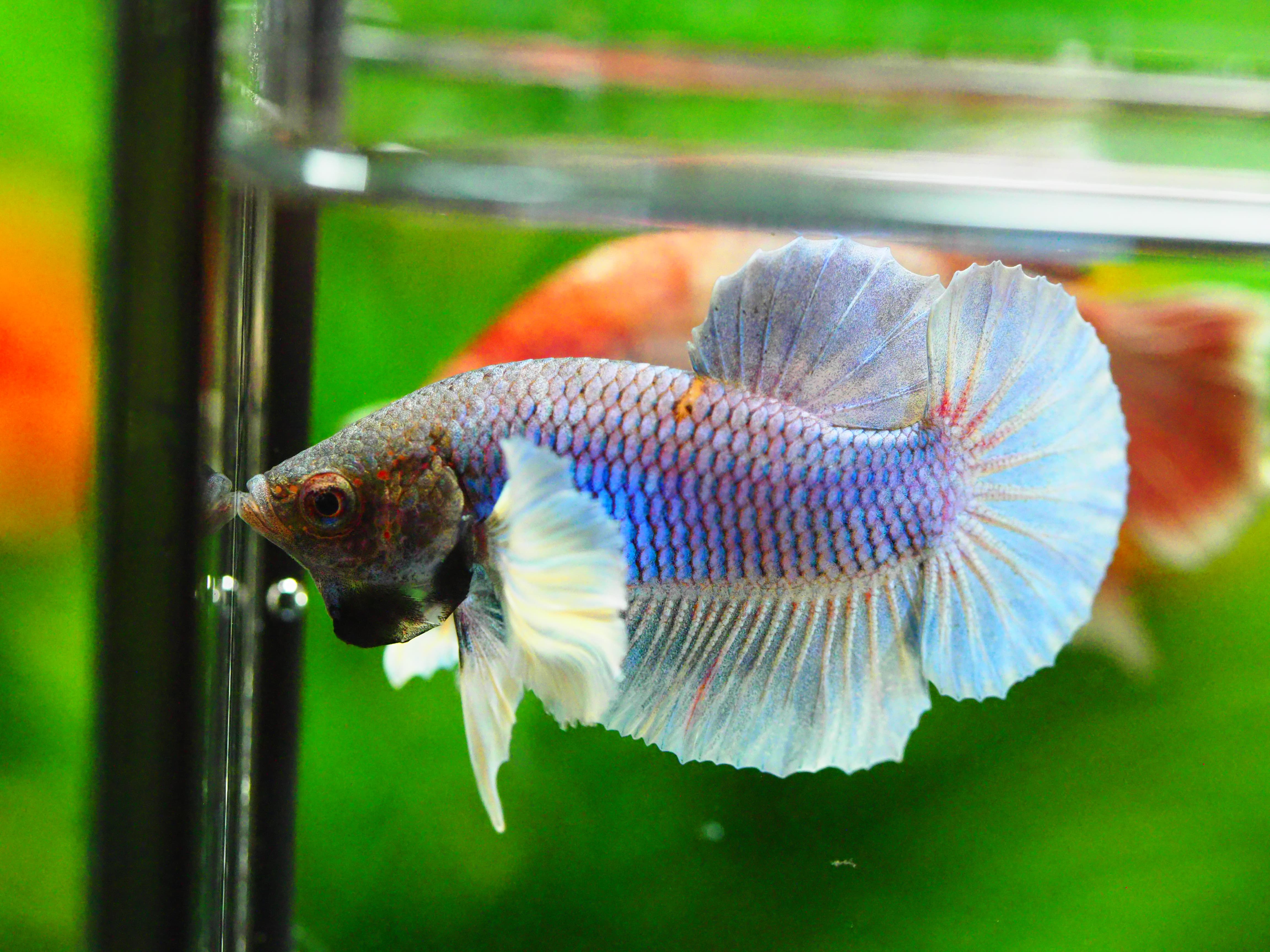 HMPK DUMBO MALE GRADE A +++