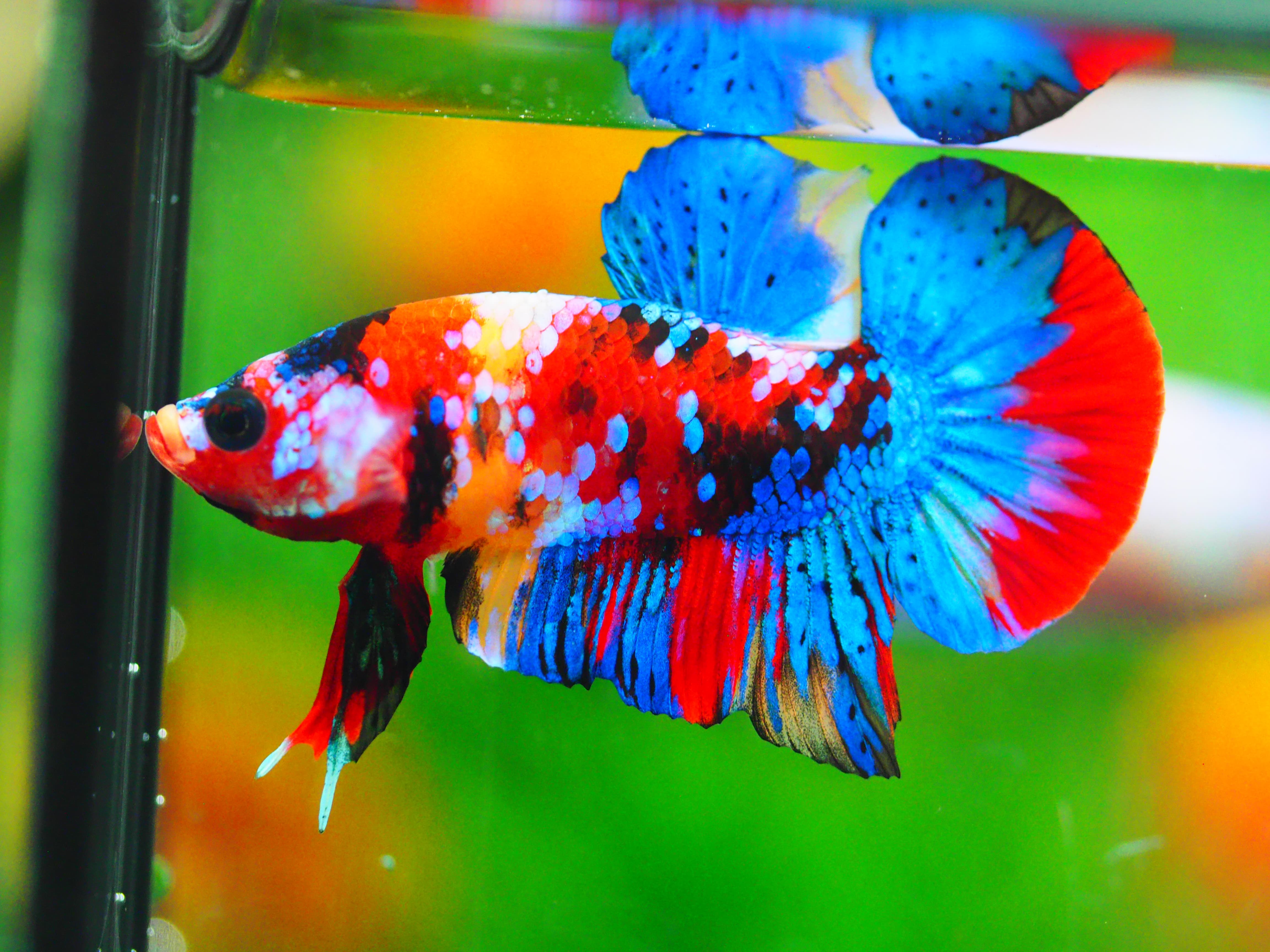 HMPK KOI GALAXY MALE GRADE A +++