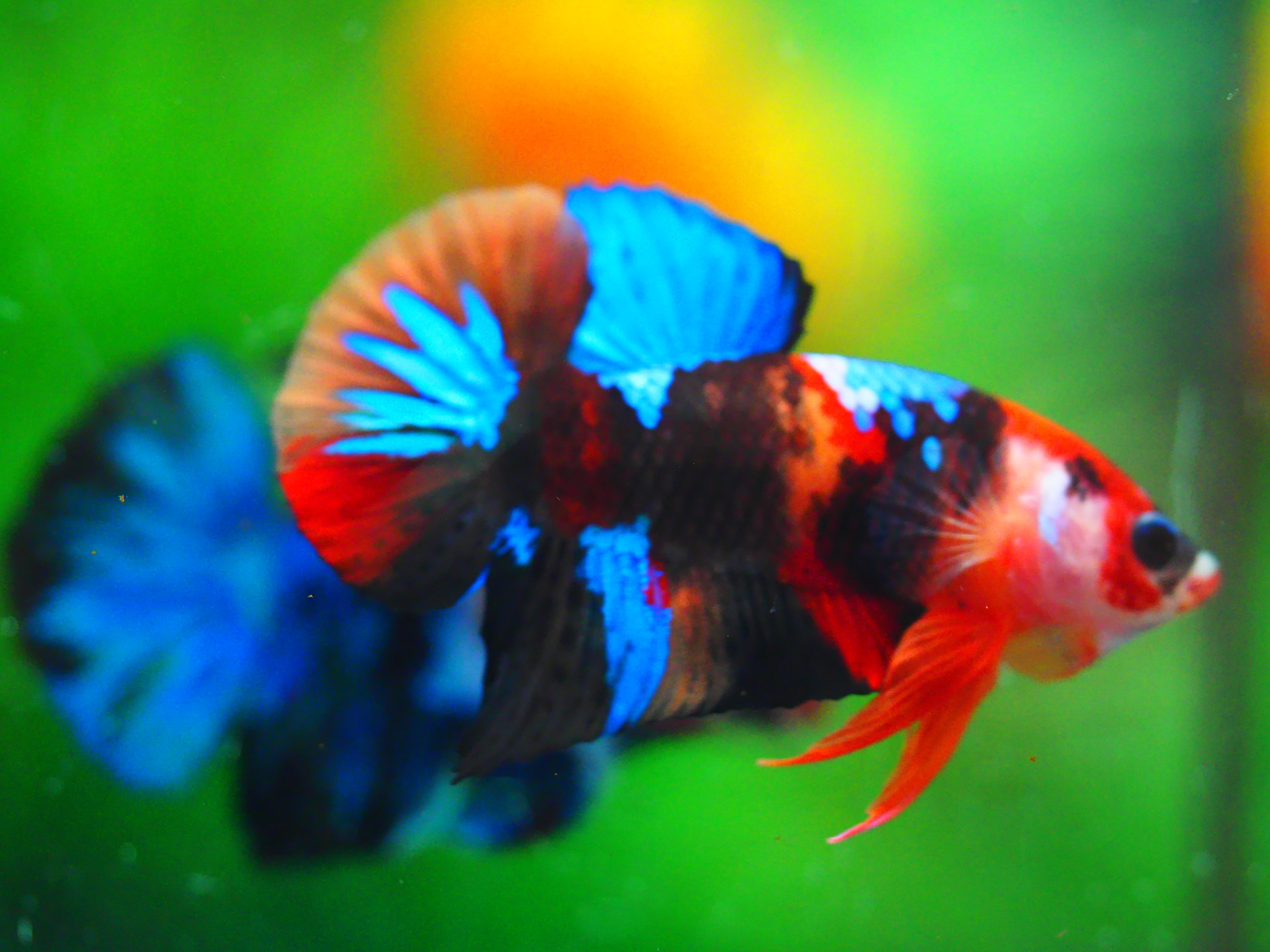 HMPK KOI GALAXY MALE GRADE A +++