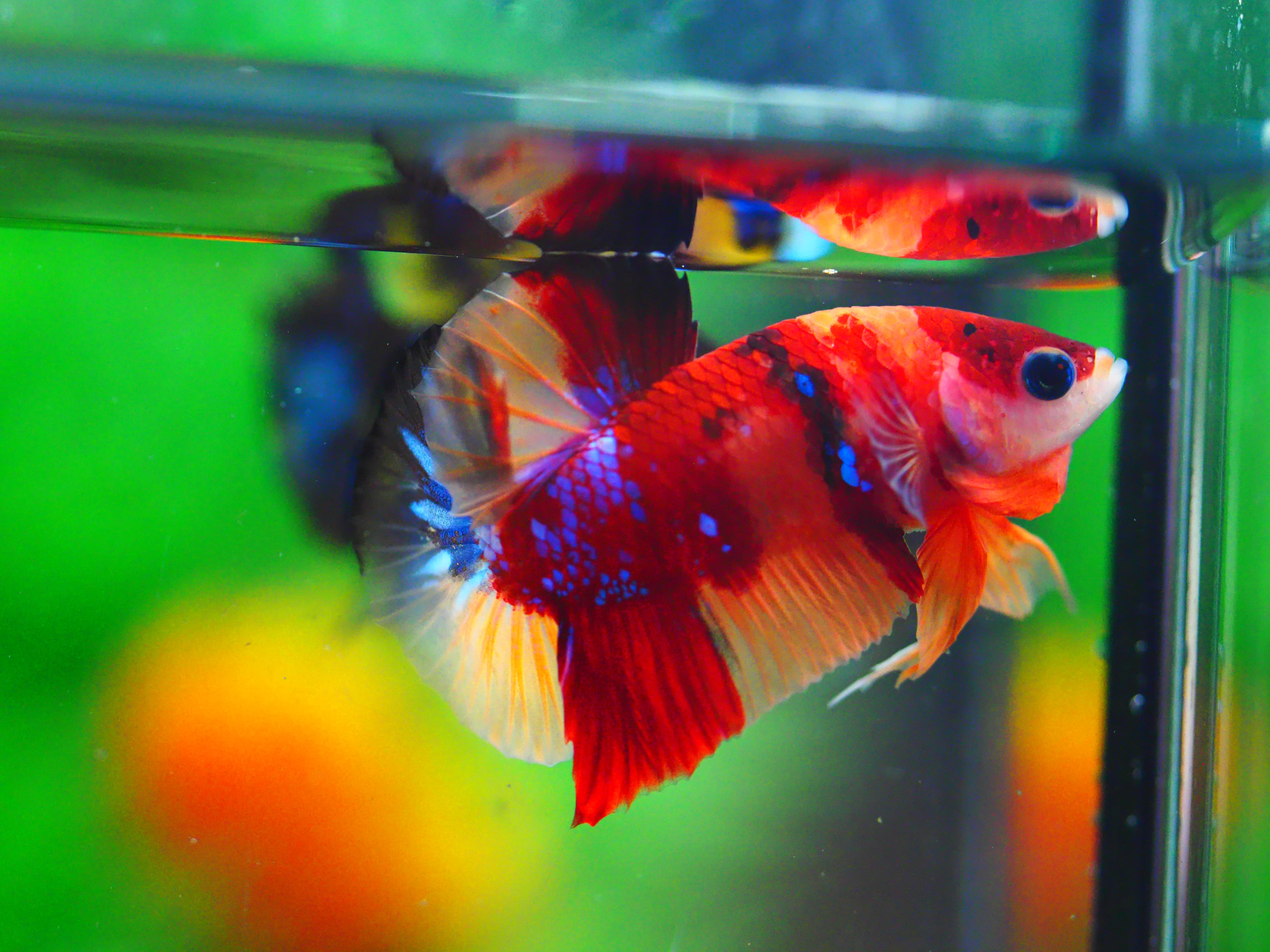 HMPK NEMO MALE GRADE A +++