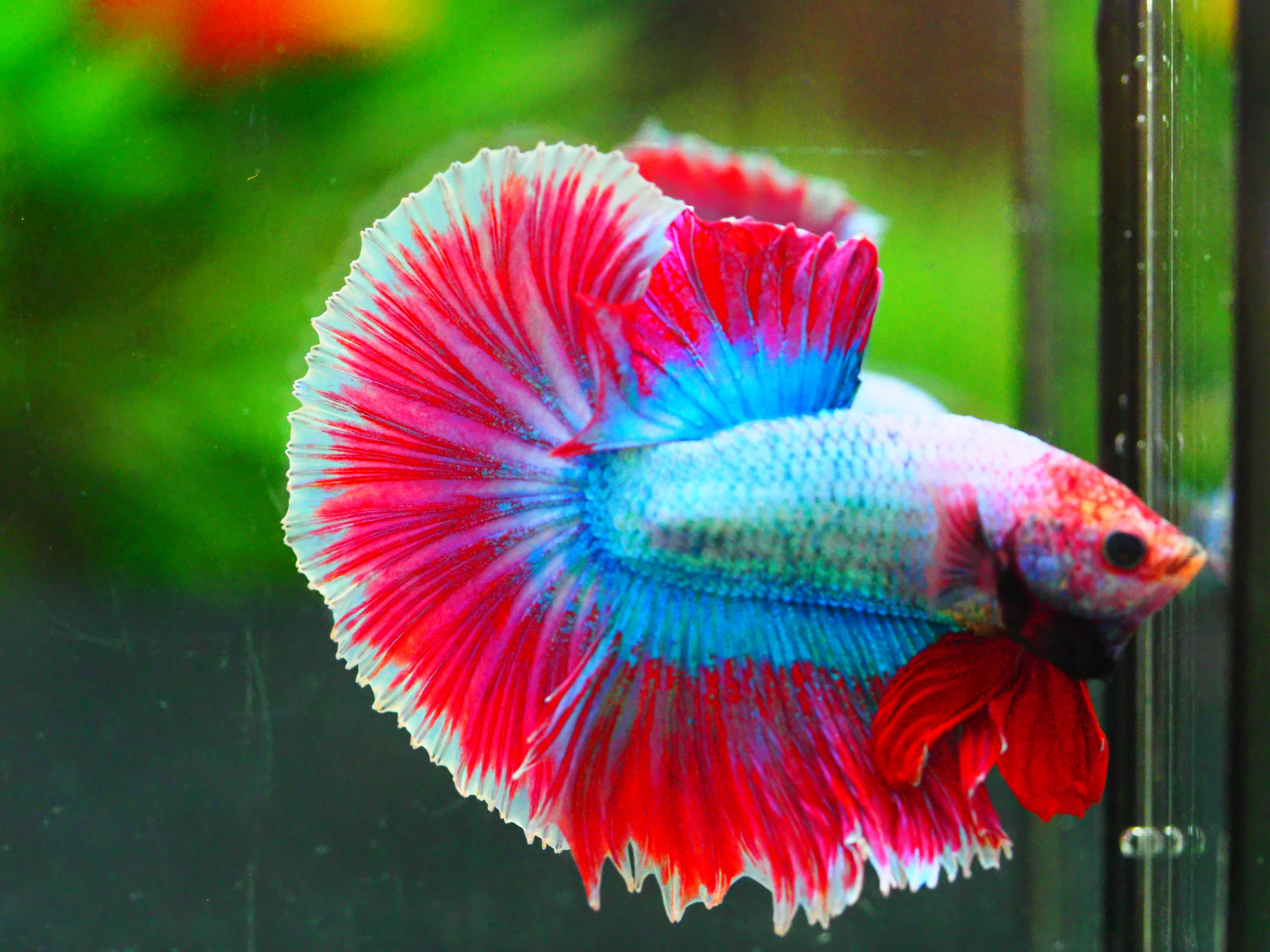 HM FANCY MALE GRADE A +++