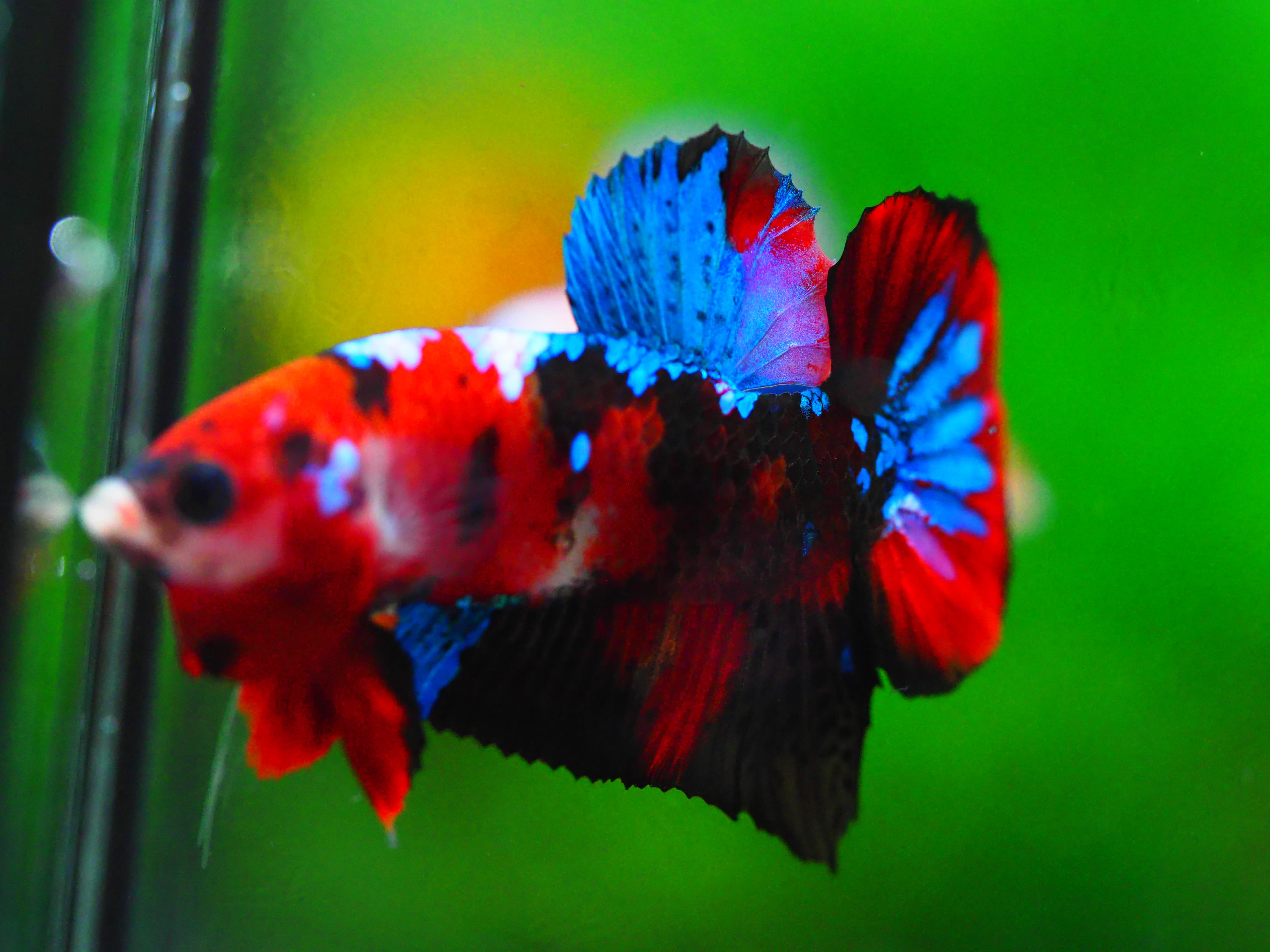 HMPK KOI GALAXY MALE GRADE A +++