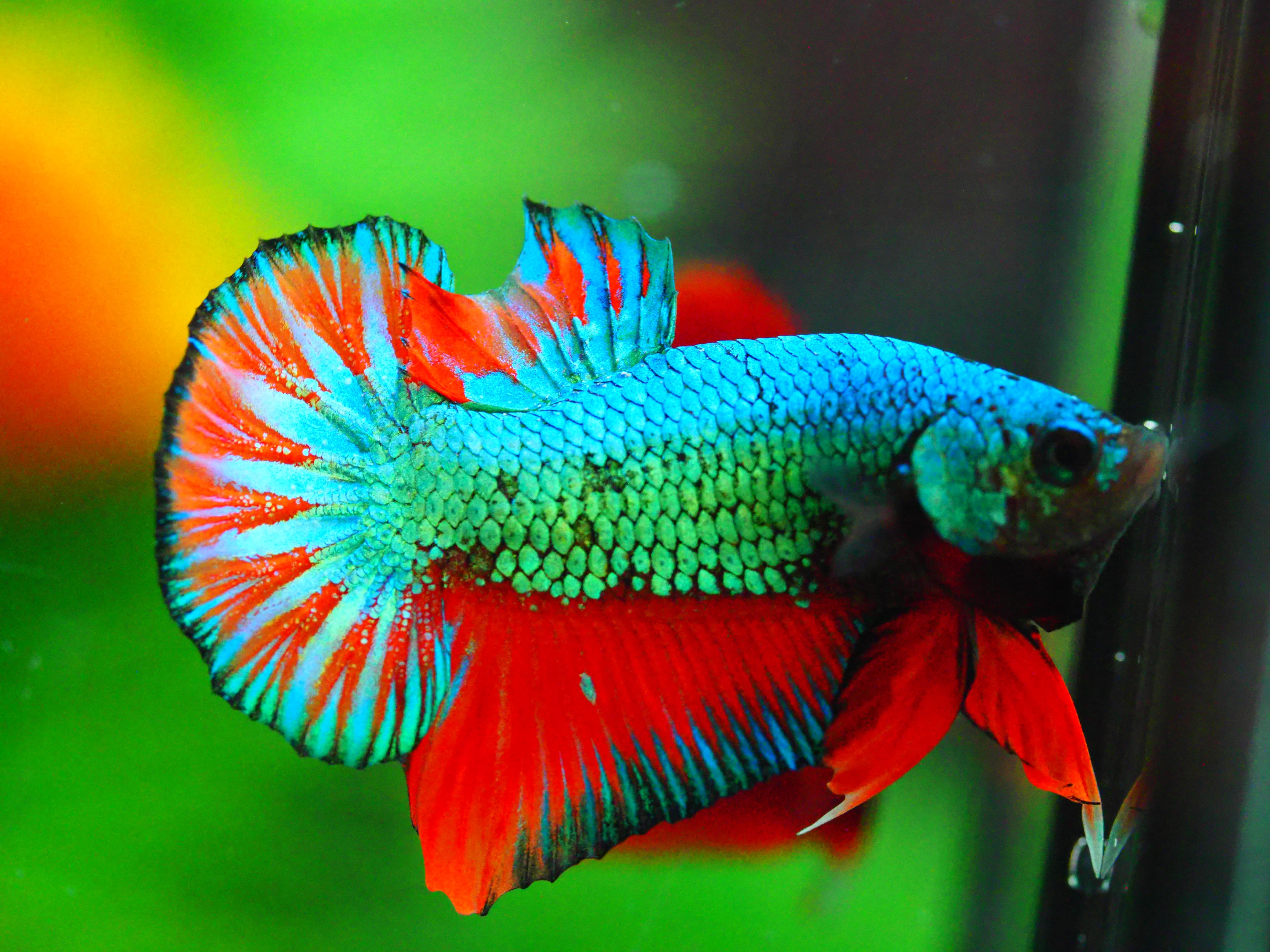 HMPK FANCY MALE GRADE A +++