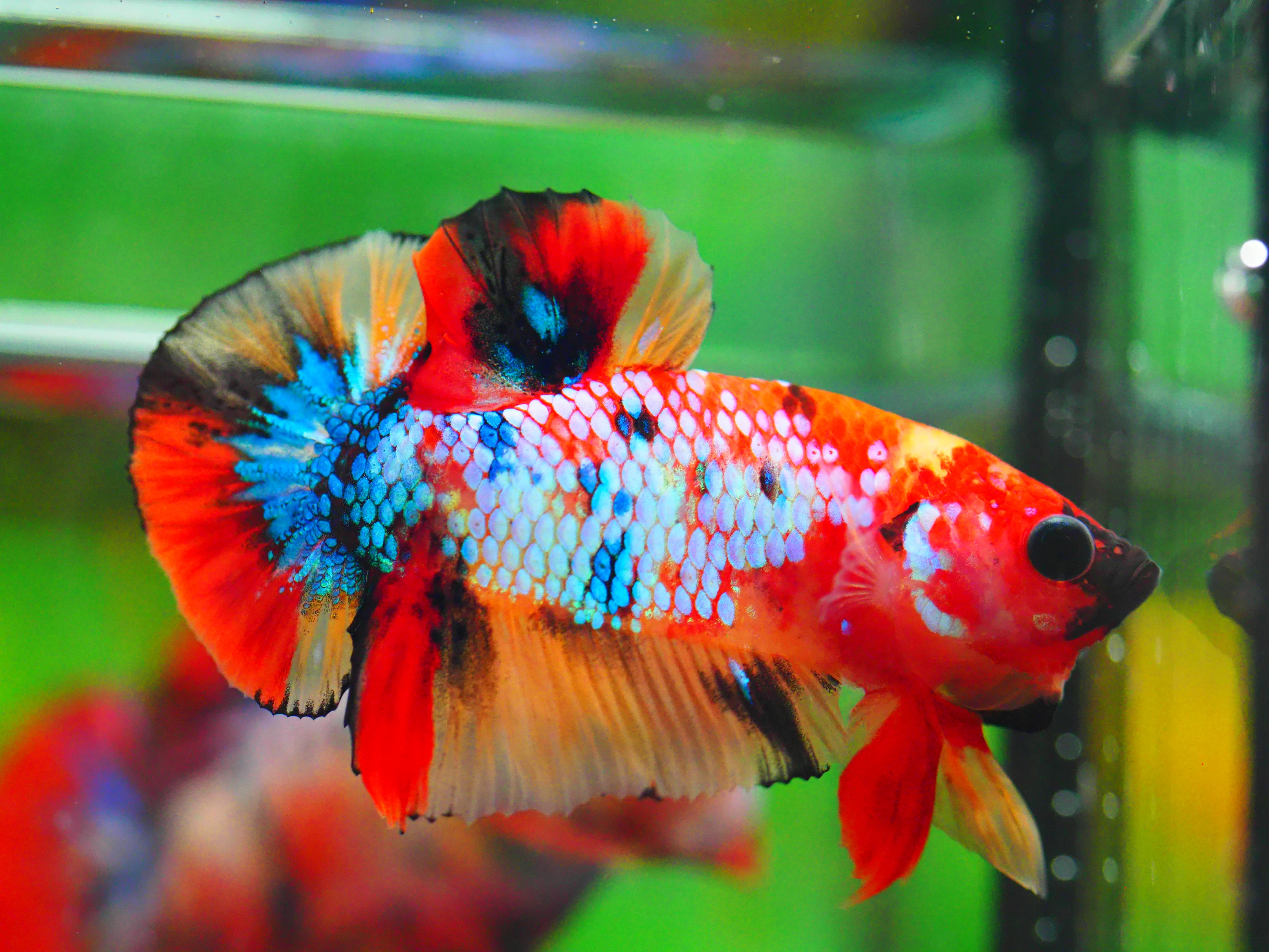 HMPK NEMO GALAXY MALE GRADE A +++