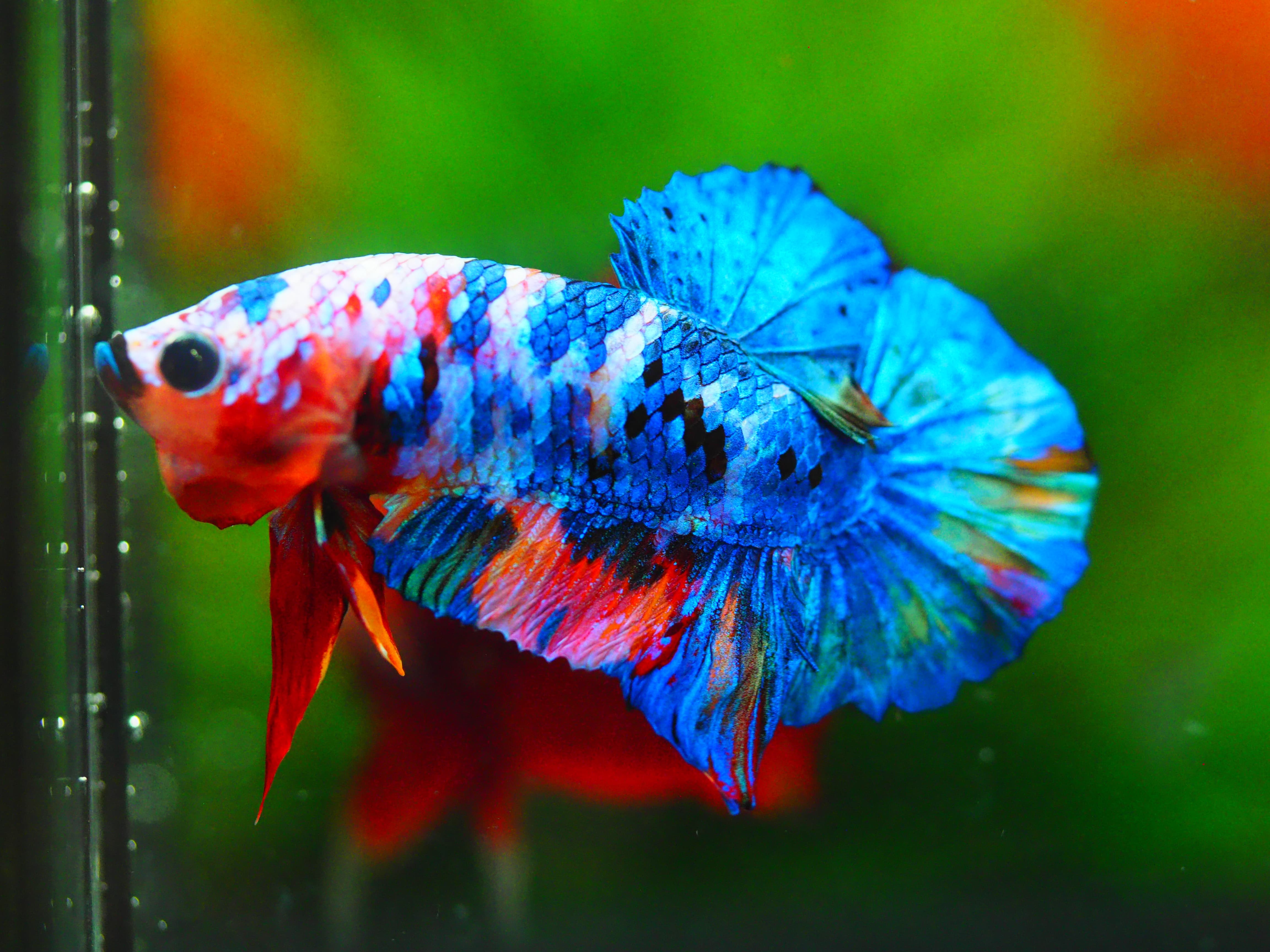 HMPK KOI GALAXY MALE GRADE A+++