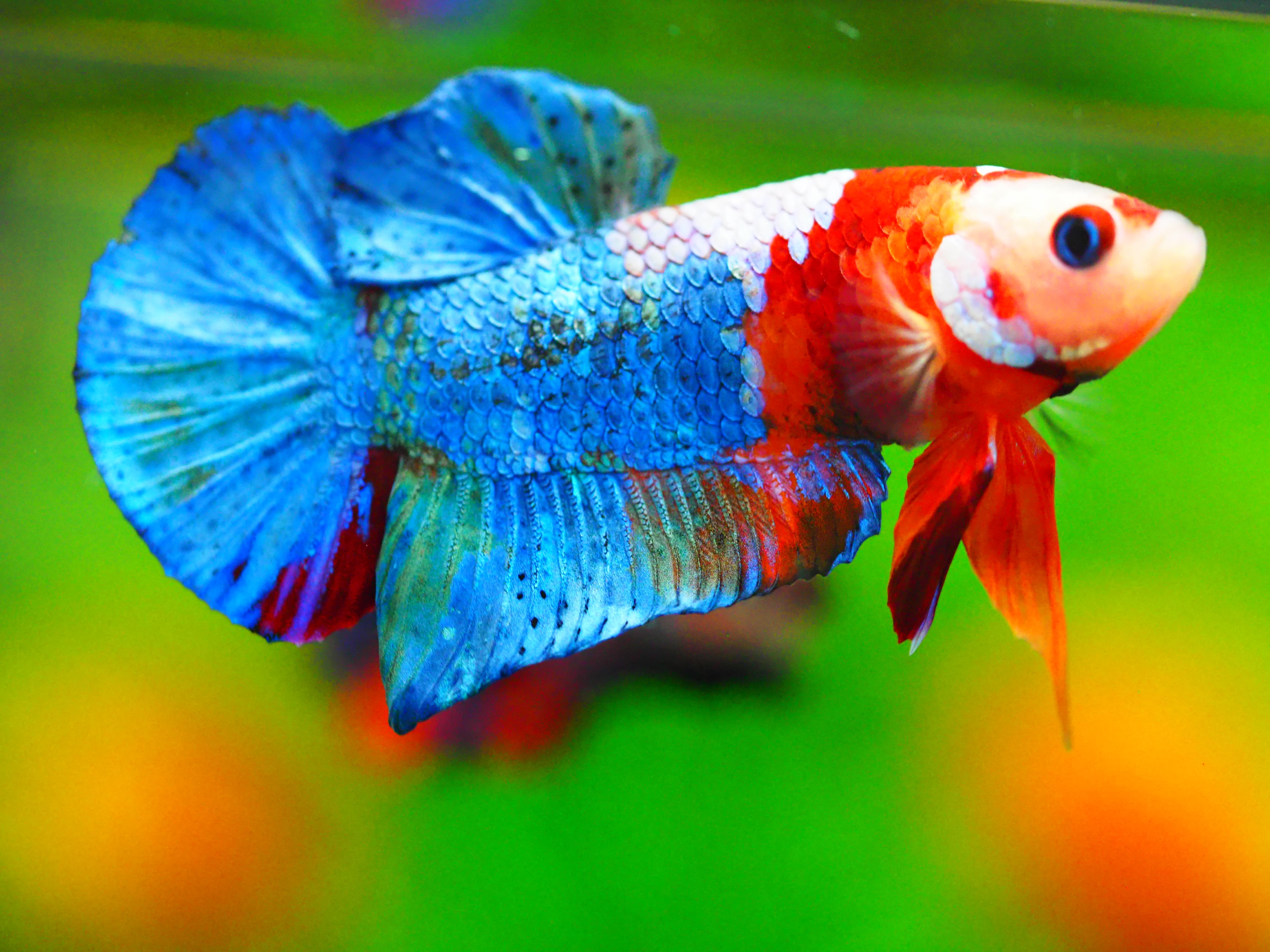 HMPK KOI GALAXY MALE GRADE A +++