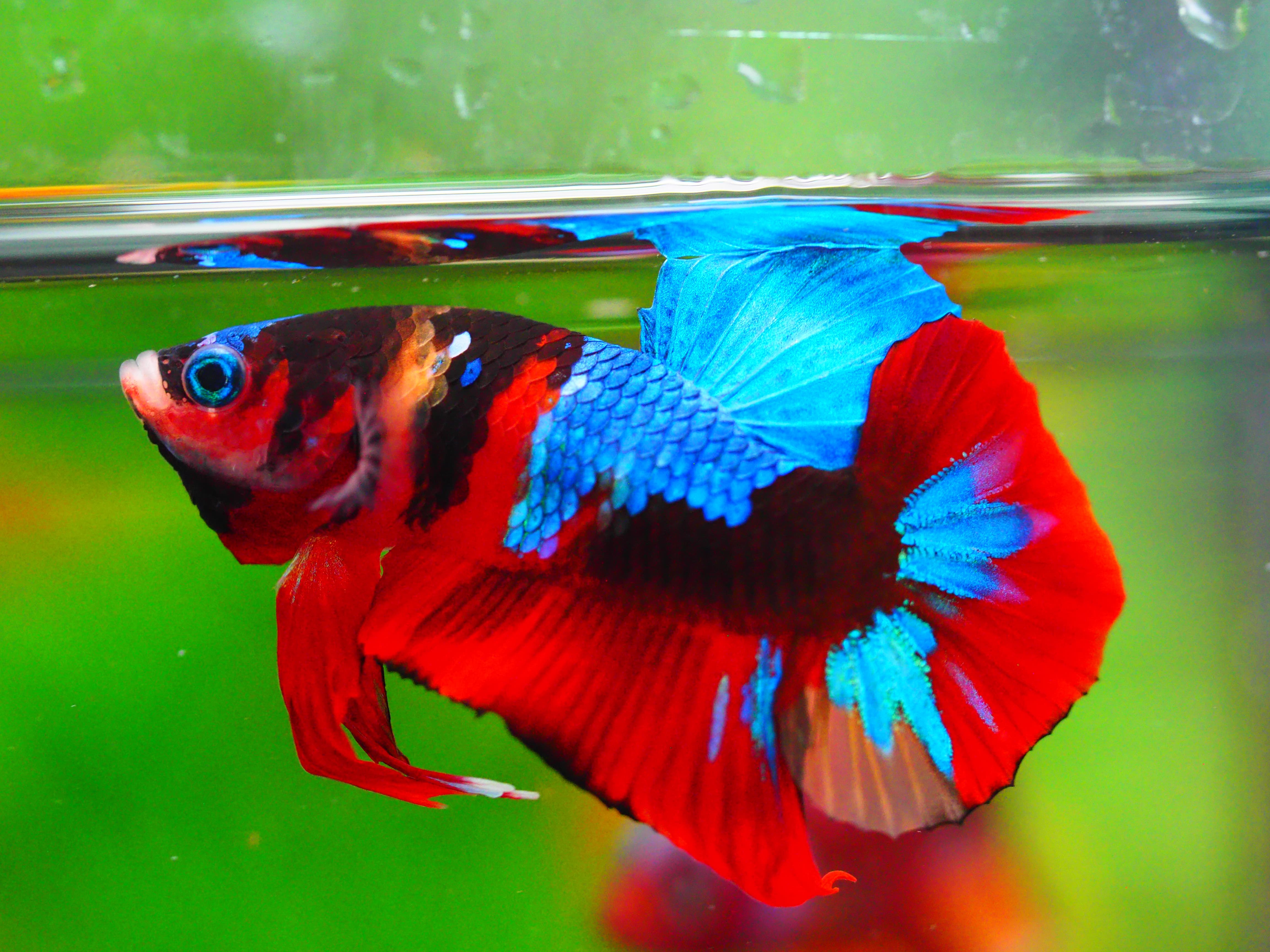 HMPK KOI GALAXY MALE GRADE A +++