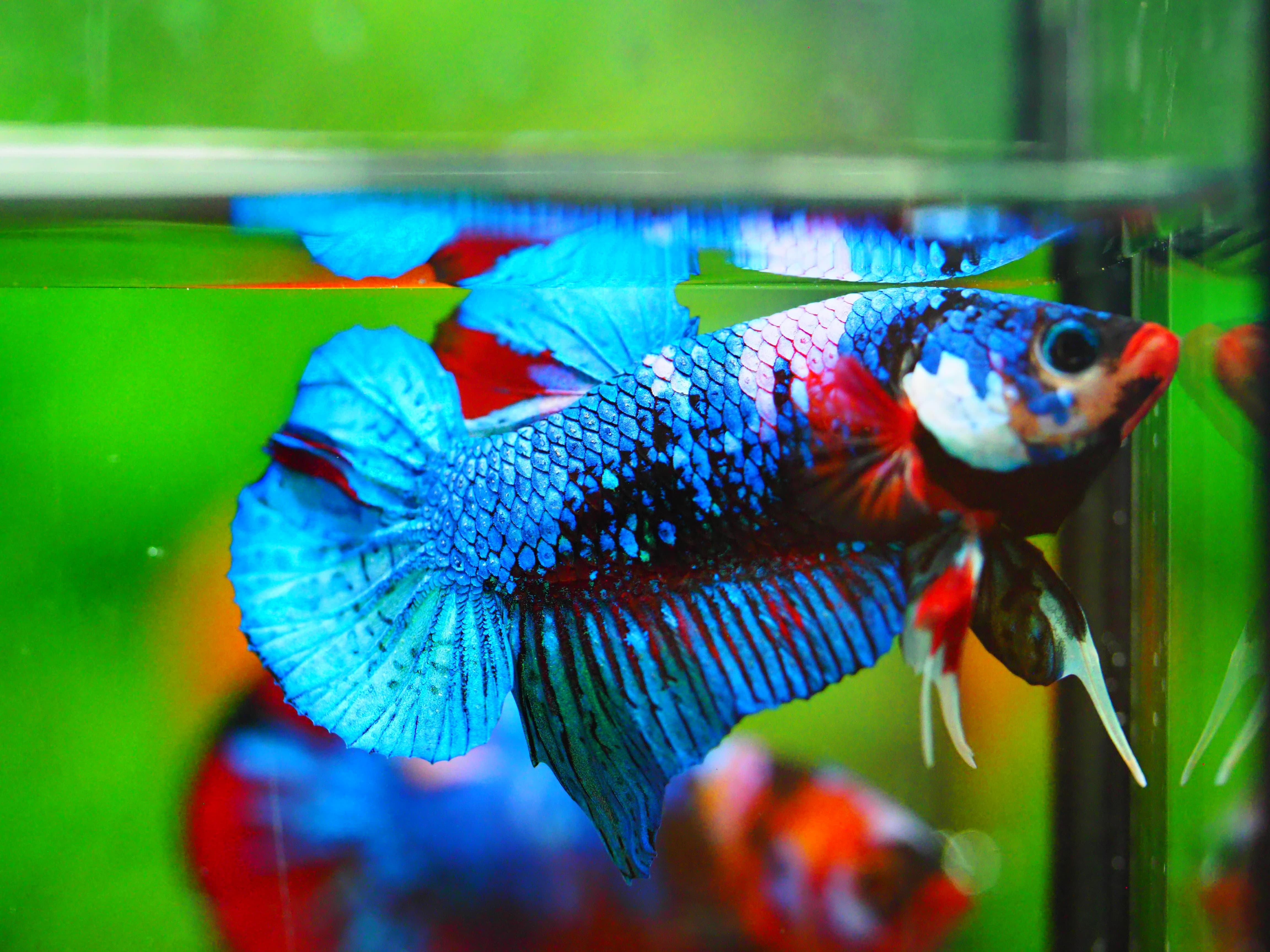 HMPK KOI GALAXY MALE GRADE A +++