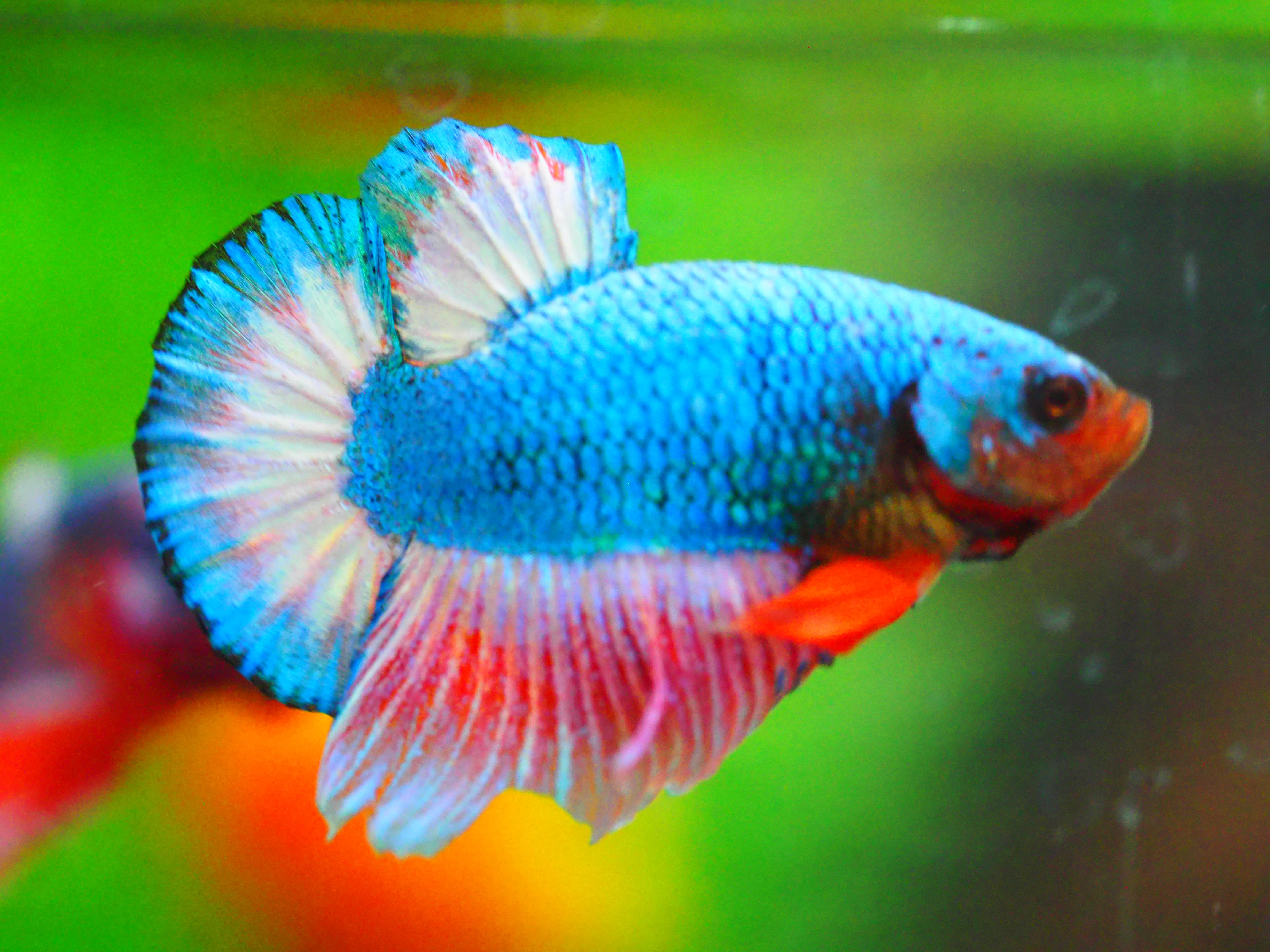 HMPK FANCY MALE GRADE A +++