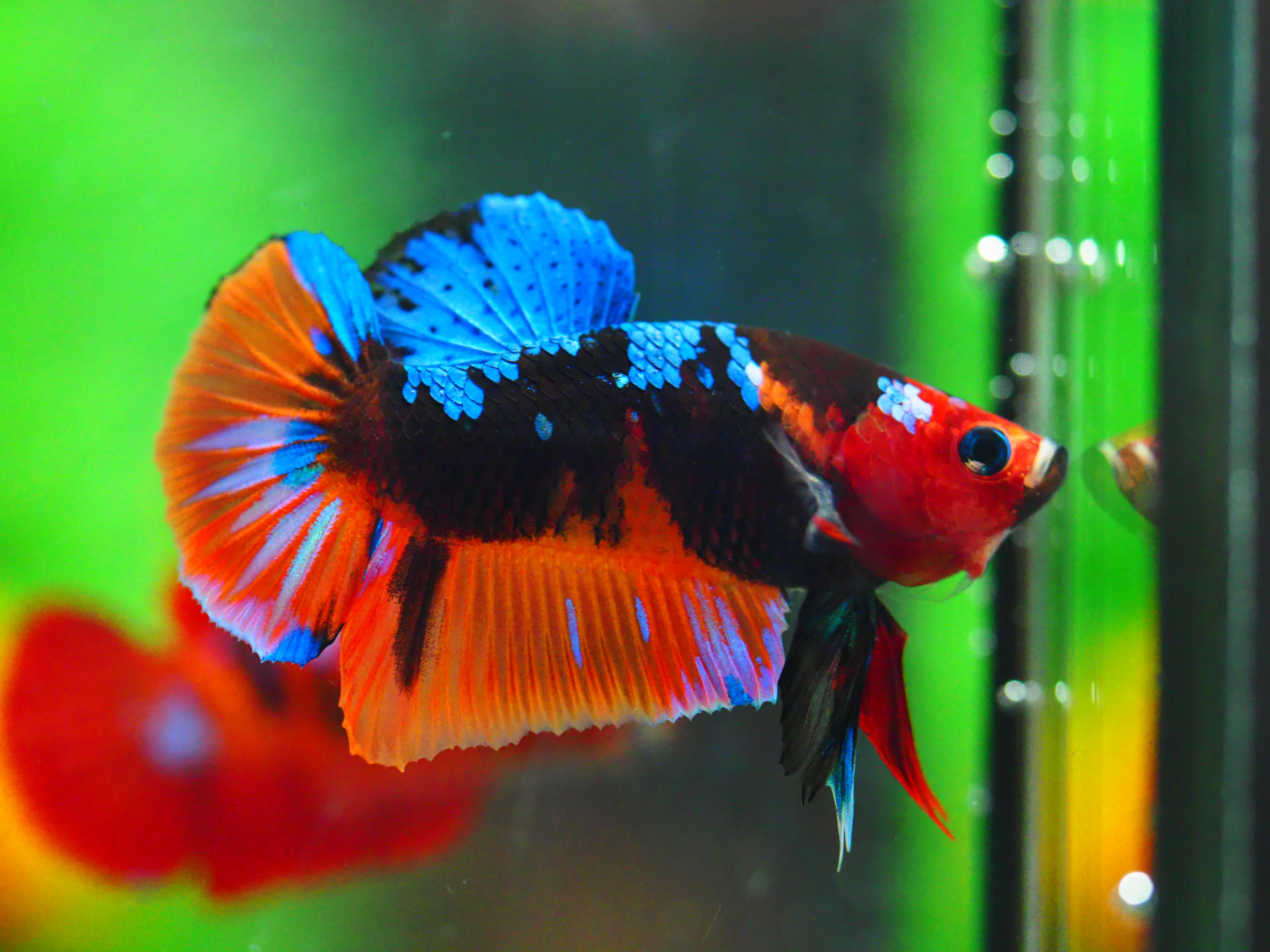 HMPK NEMO GALAXY MALE GRADE A +++