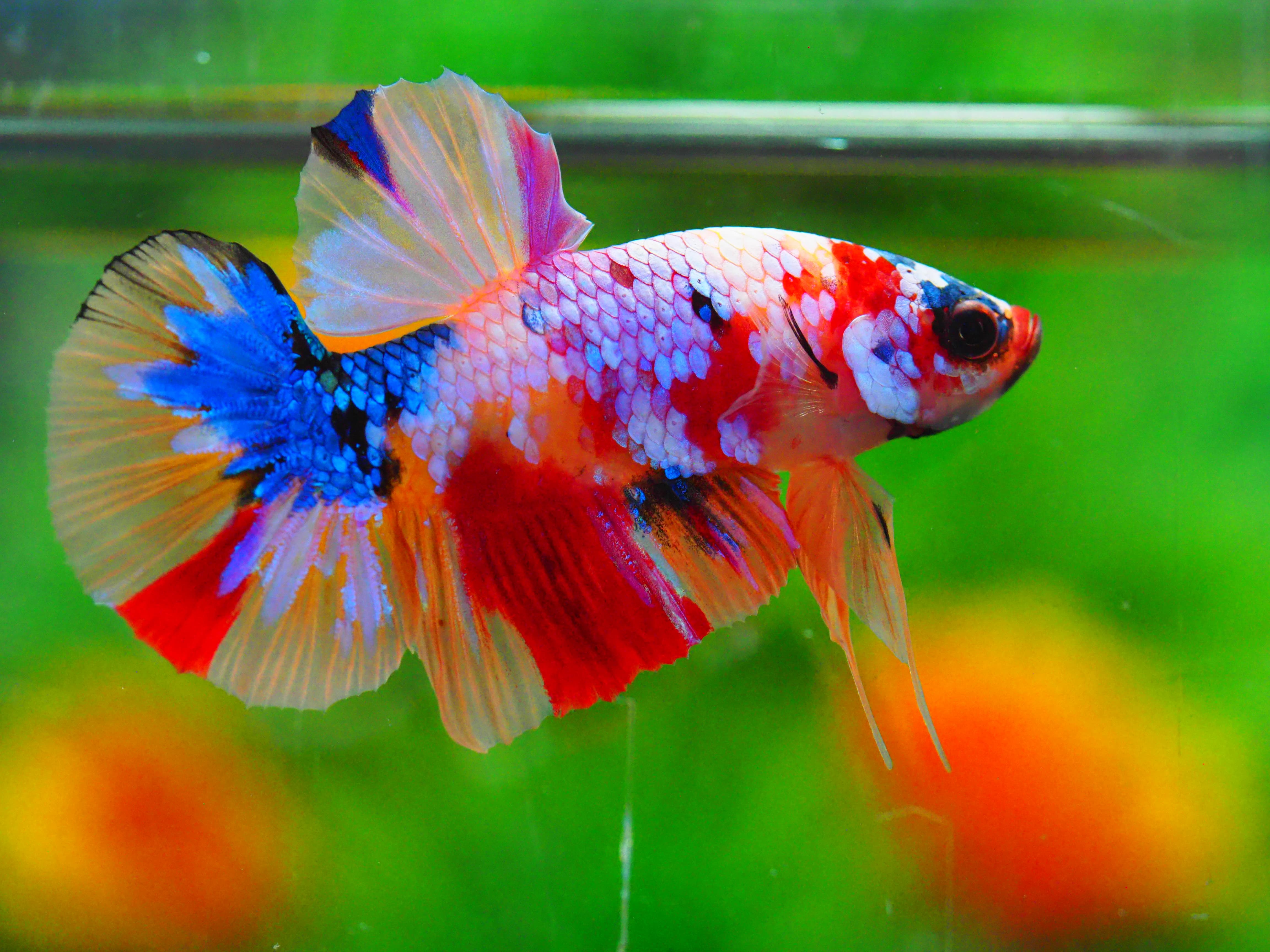 HMPK NEMO GALAXY MALE GRADE A +++