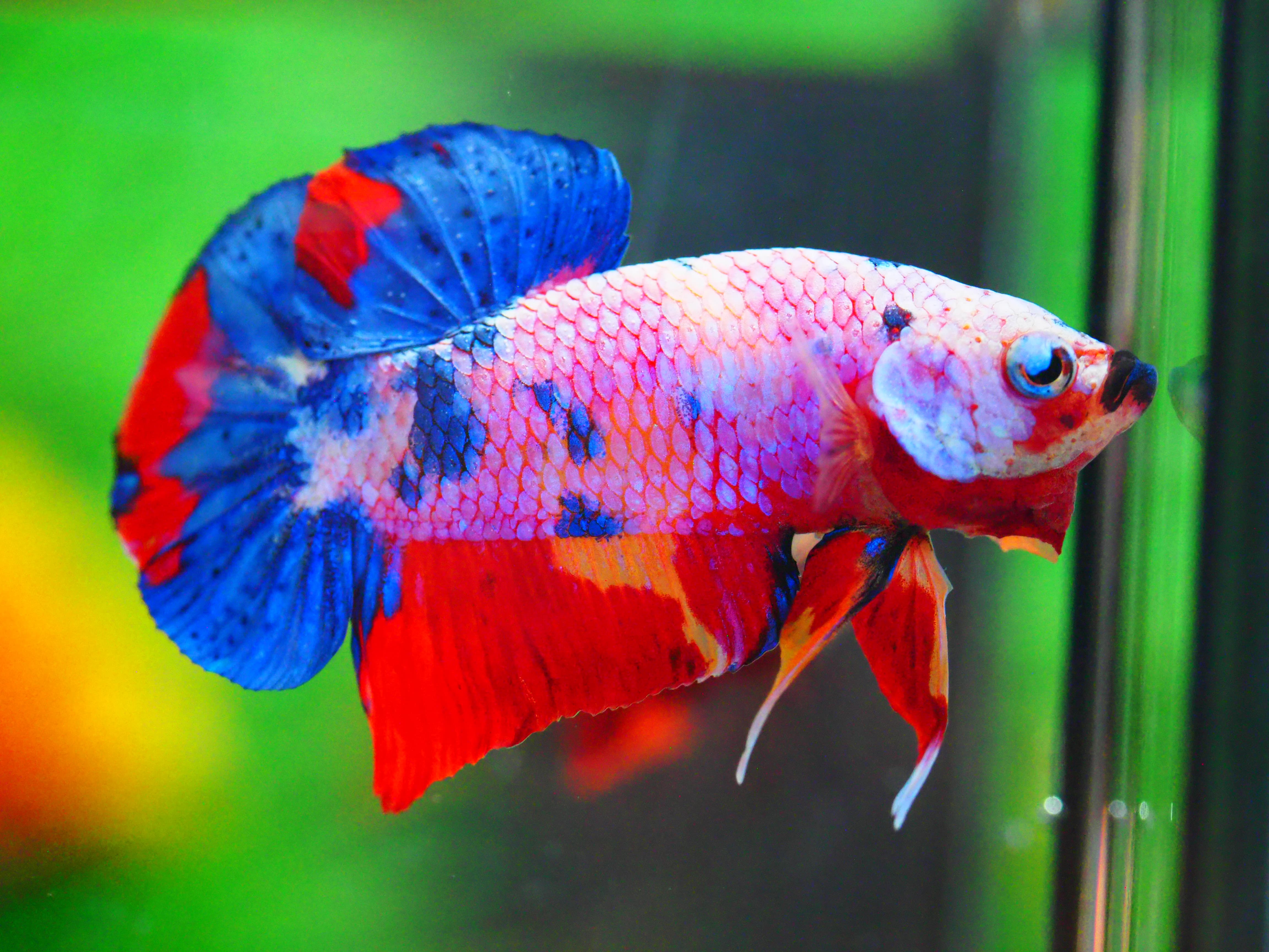 HMPK FANCY MALE GRADE A +++