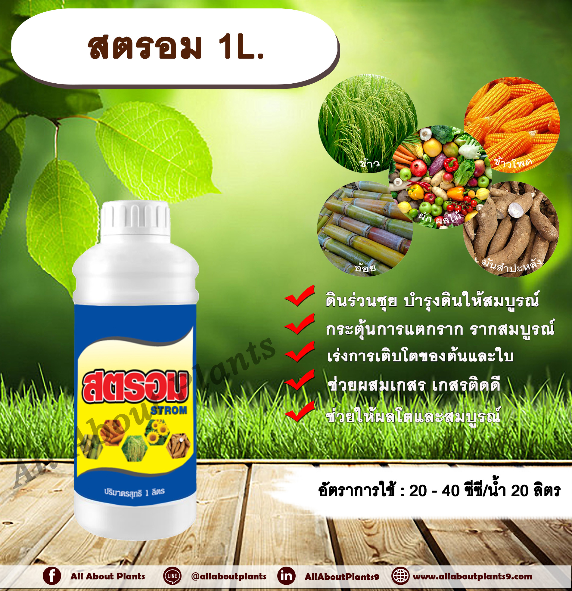 สตรอม 1 L เร่งราก เร่งต้น เร่งใบ ฮิววิคแอซิด ดินร่วนซุย บำรุงดินให้สมบูรณ์ ใบสีเขียวเข้มสด แคลเซียม โบรอน ธาตุอาหารรอง ธาตุอาหารเสริม ผสมเกสร เกสรติดดี ผลโตสมบูรณ์ น้ำหนักดี เนื้อแน่น ป้องกันผลแตก ป้องกันการหลุดร่วง allaboutplants ชิ้น