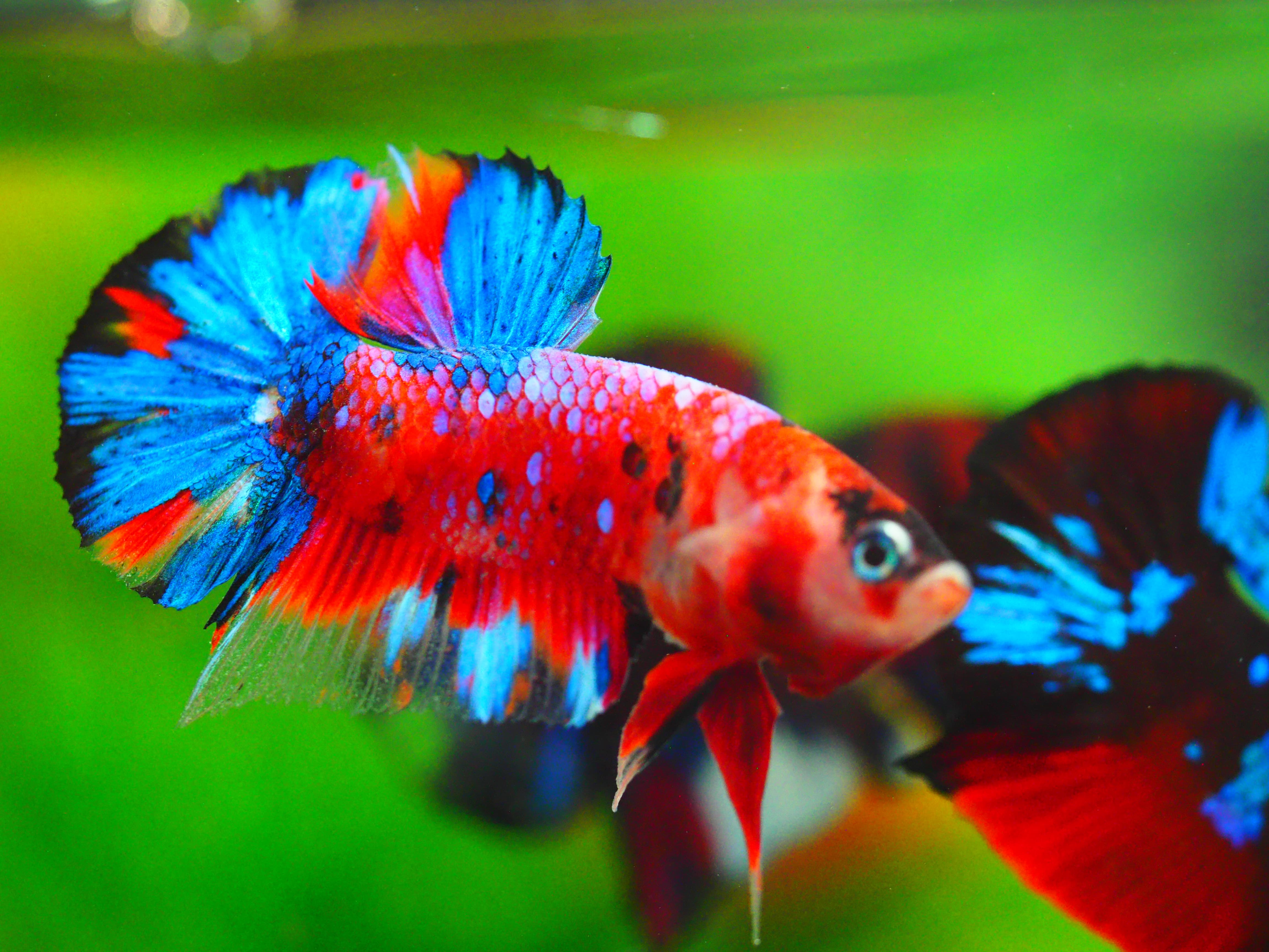 HMPK KOI GALAXY MALE GRADE A++