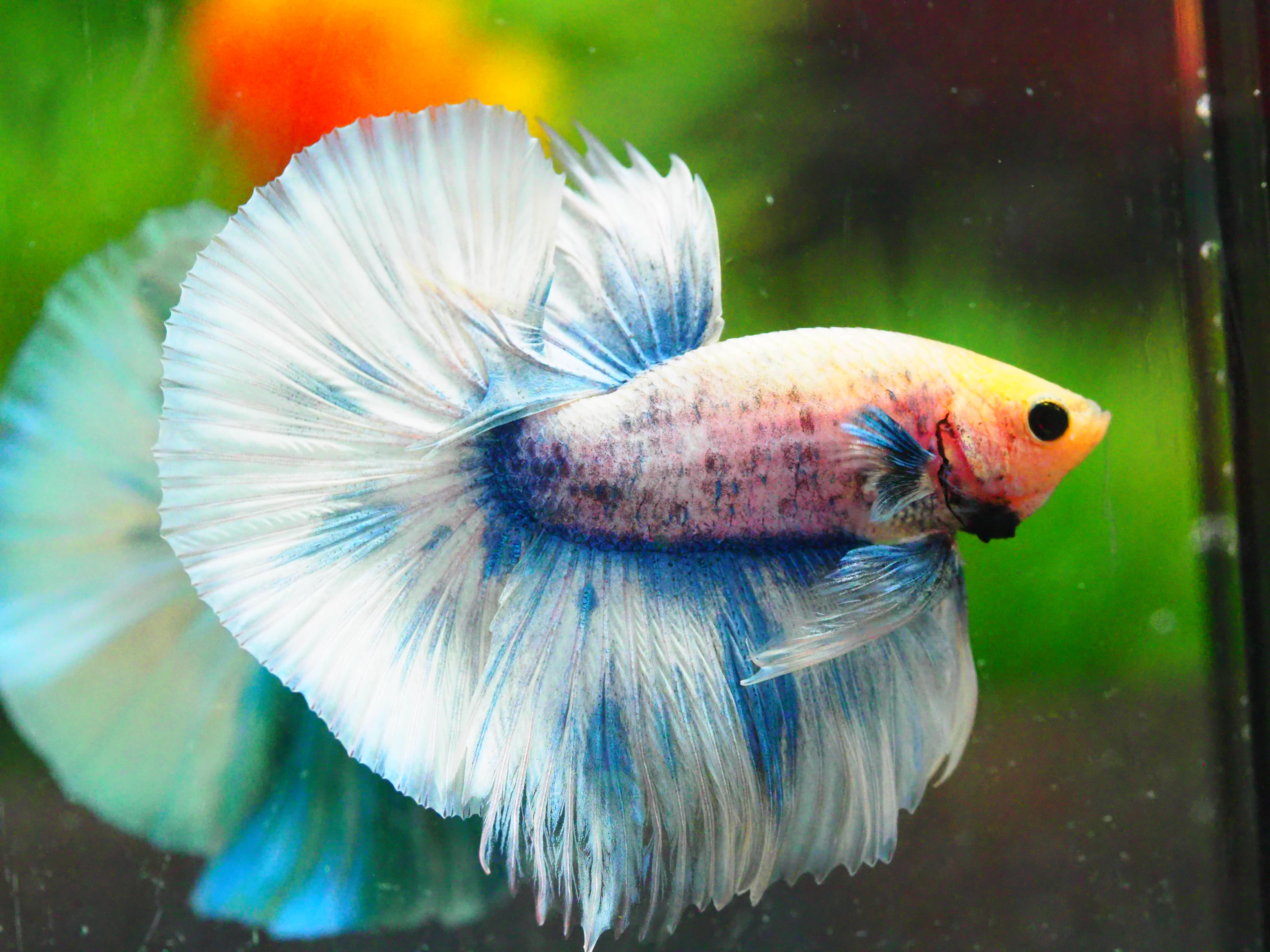 HM FANCY MALE GRADE A +++