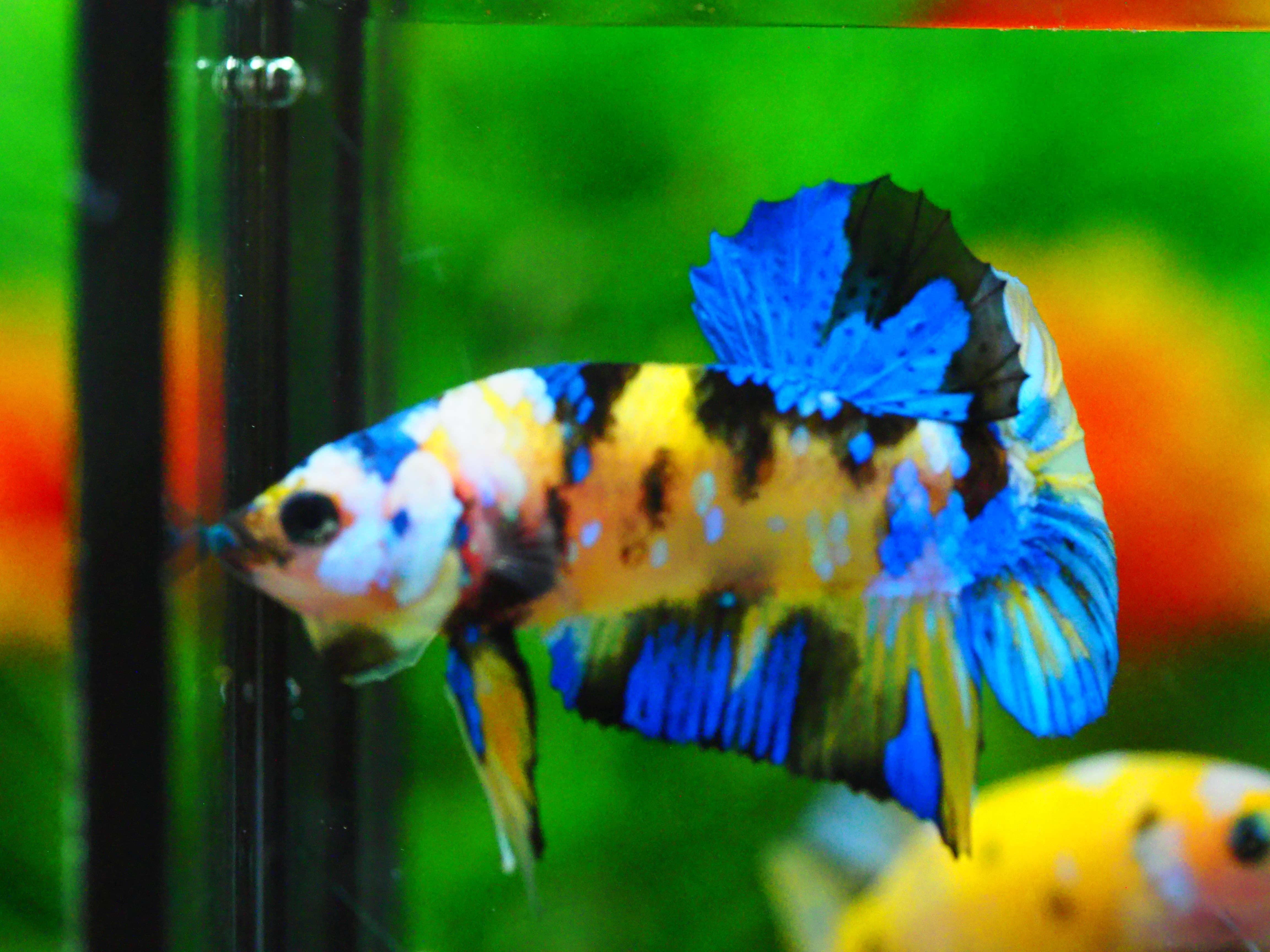 HMPK KOI YELLOW MALE GRADE A +++