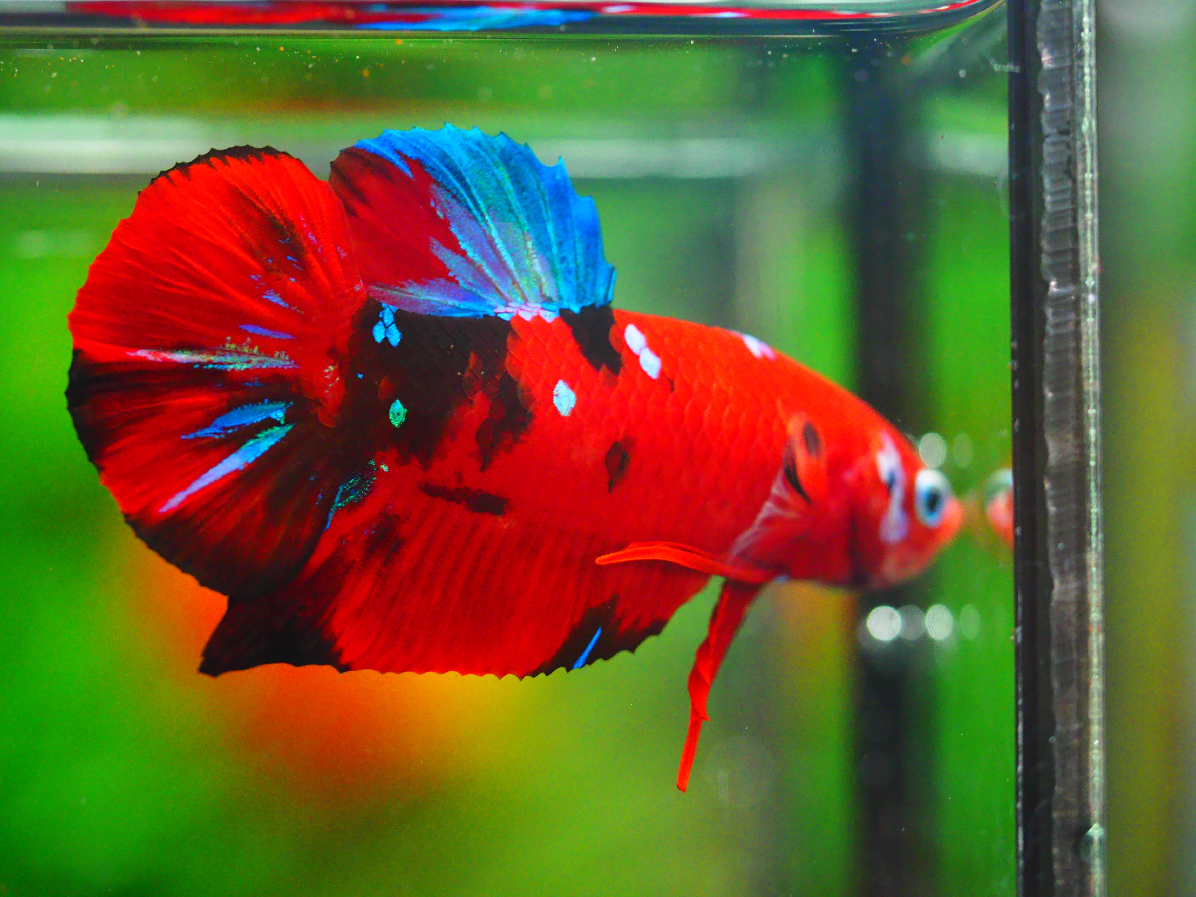 HMPK KOI GALAXY MALE GRADE A +++