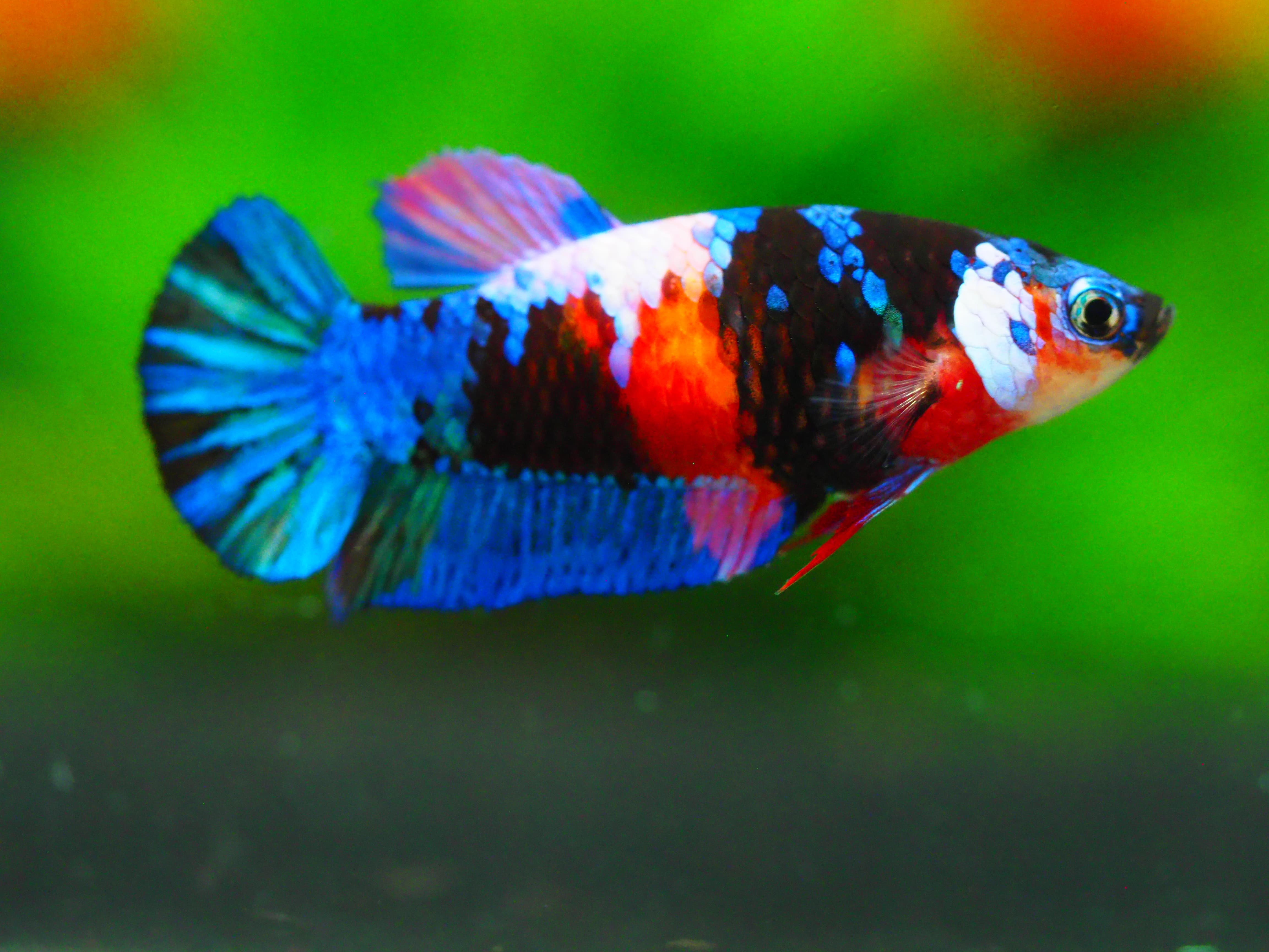 HMPK KOI GALAXY FN MALE GRADE A +++