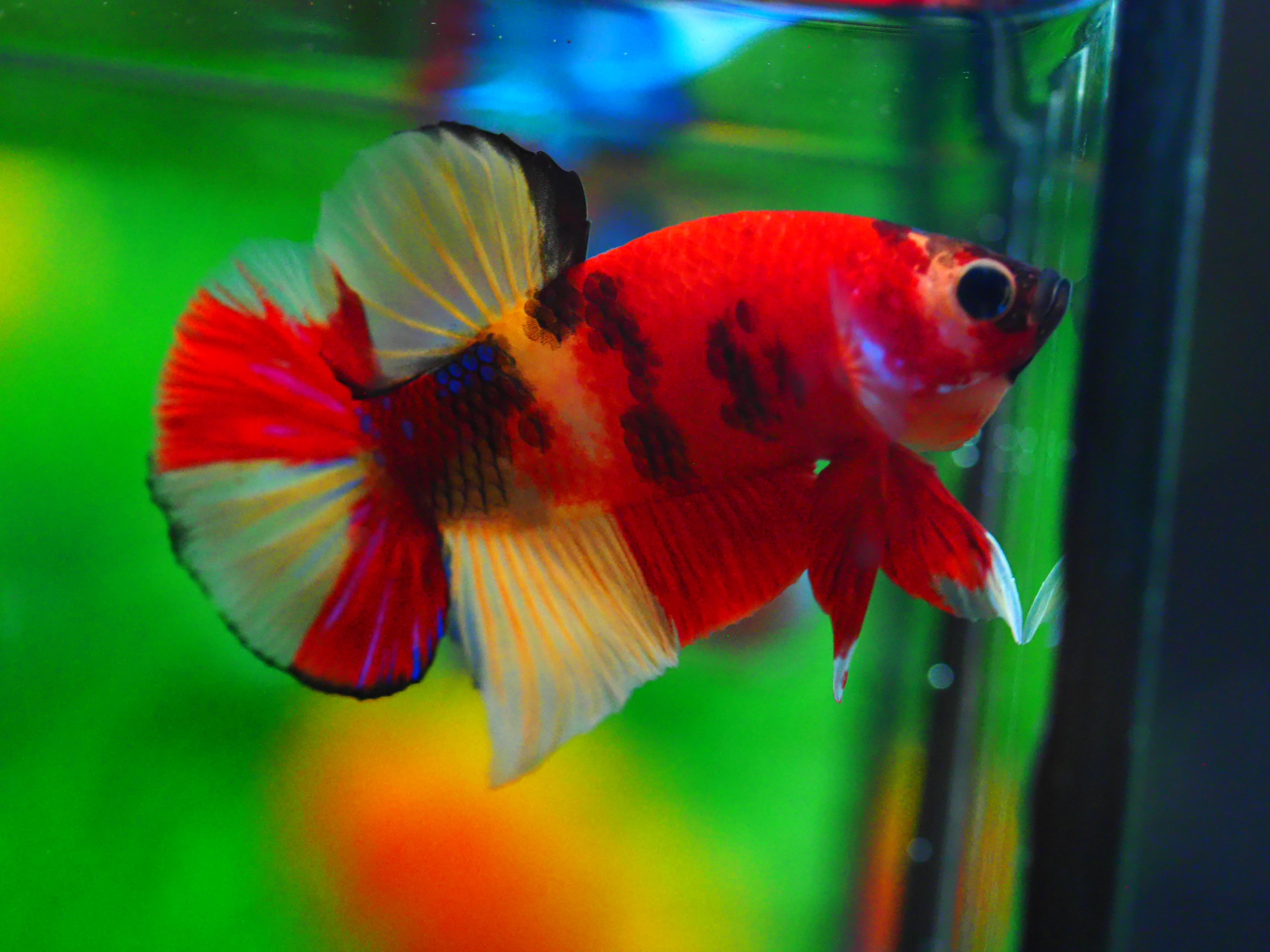 HMPK NEMO MALE GRADE A +++