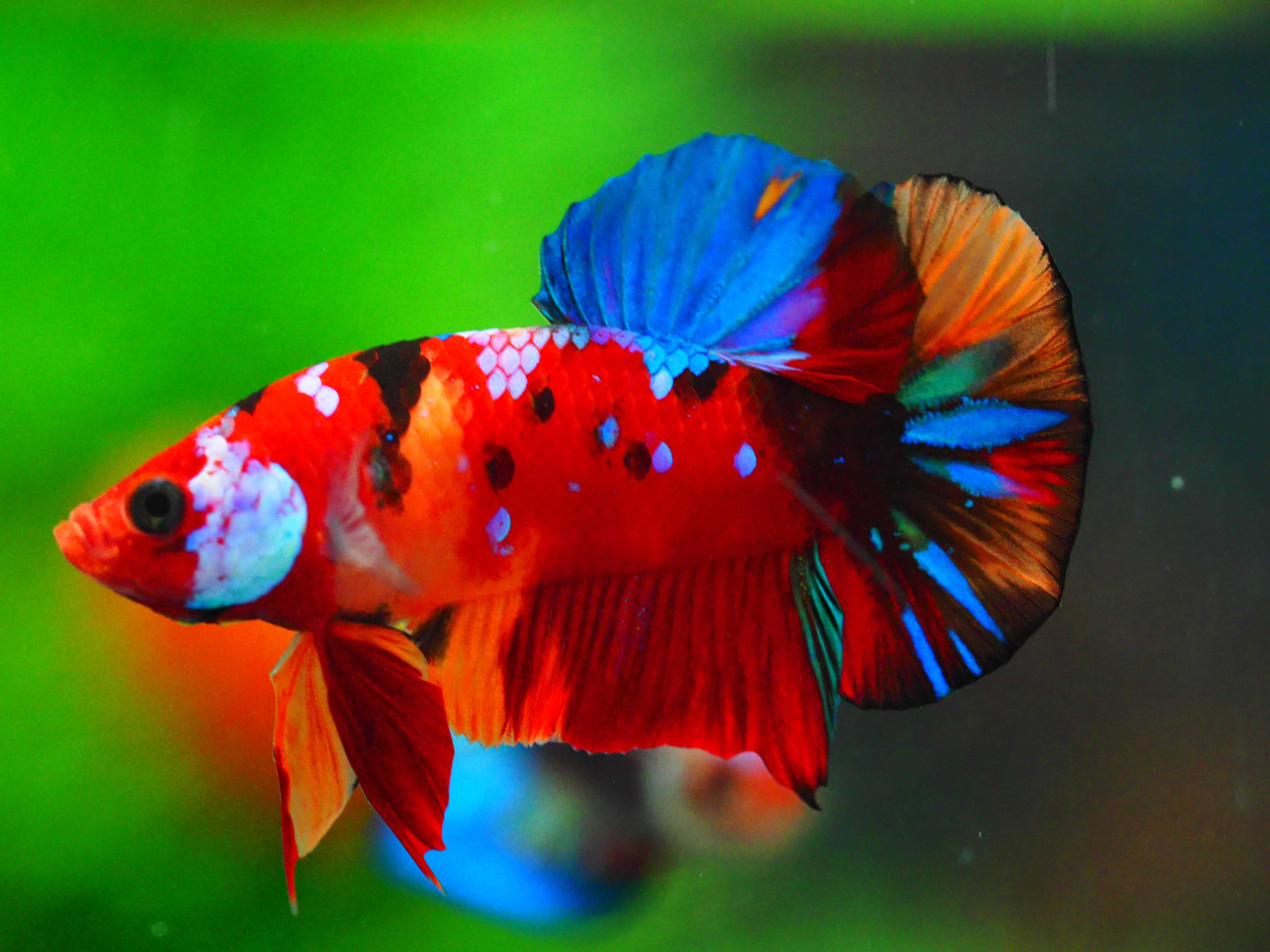 HMPK NEMO GALAXY MALE GRADE A +++