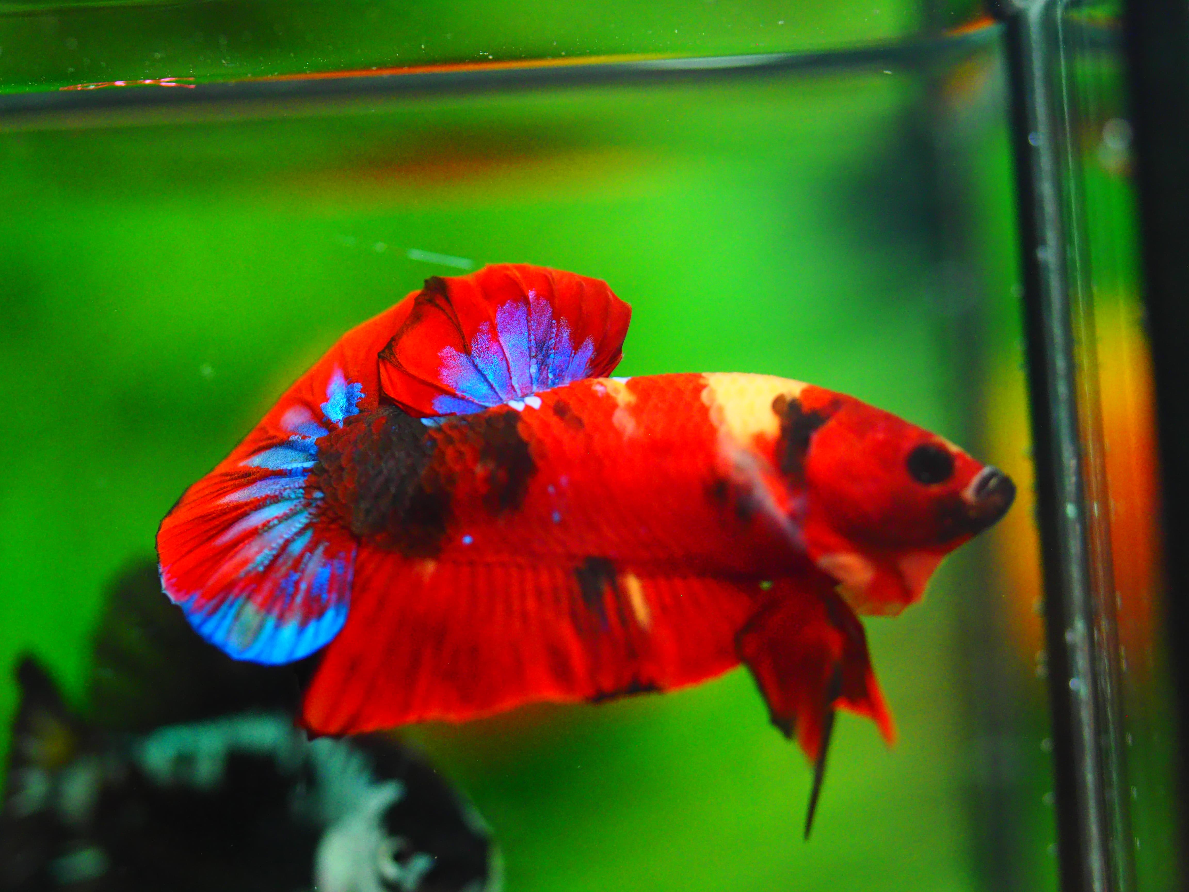 HMPK NEMO GALAXY MALE GRADE A++