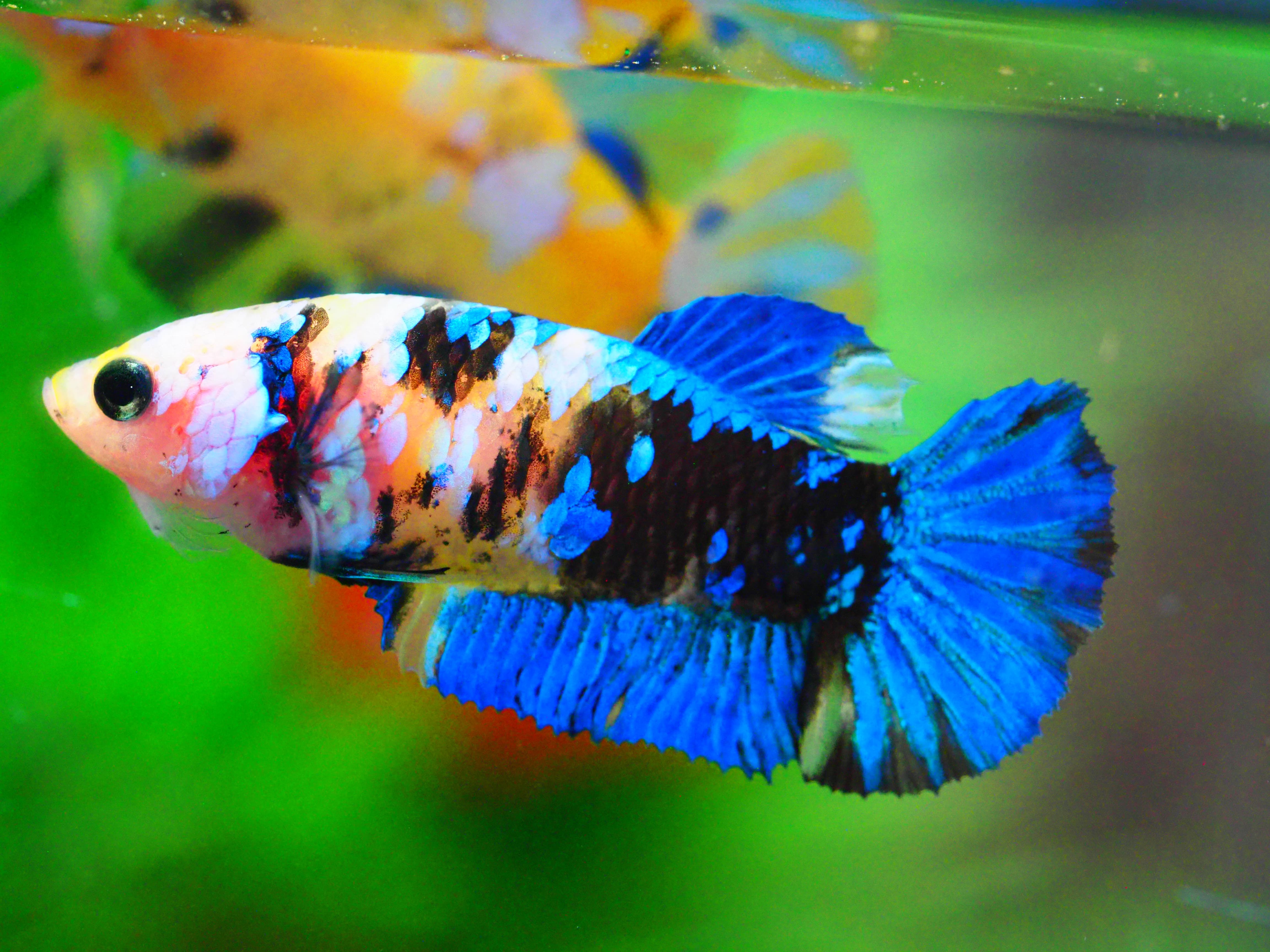 HMPK KOI YELLOW FNMALE GRADE A +++