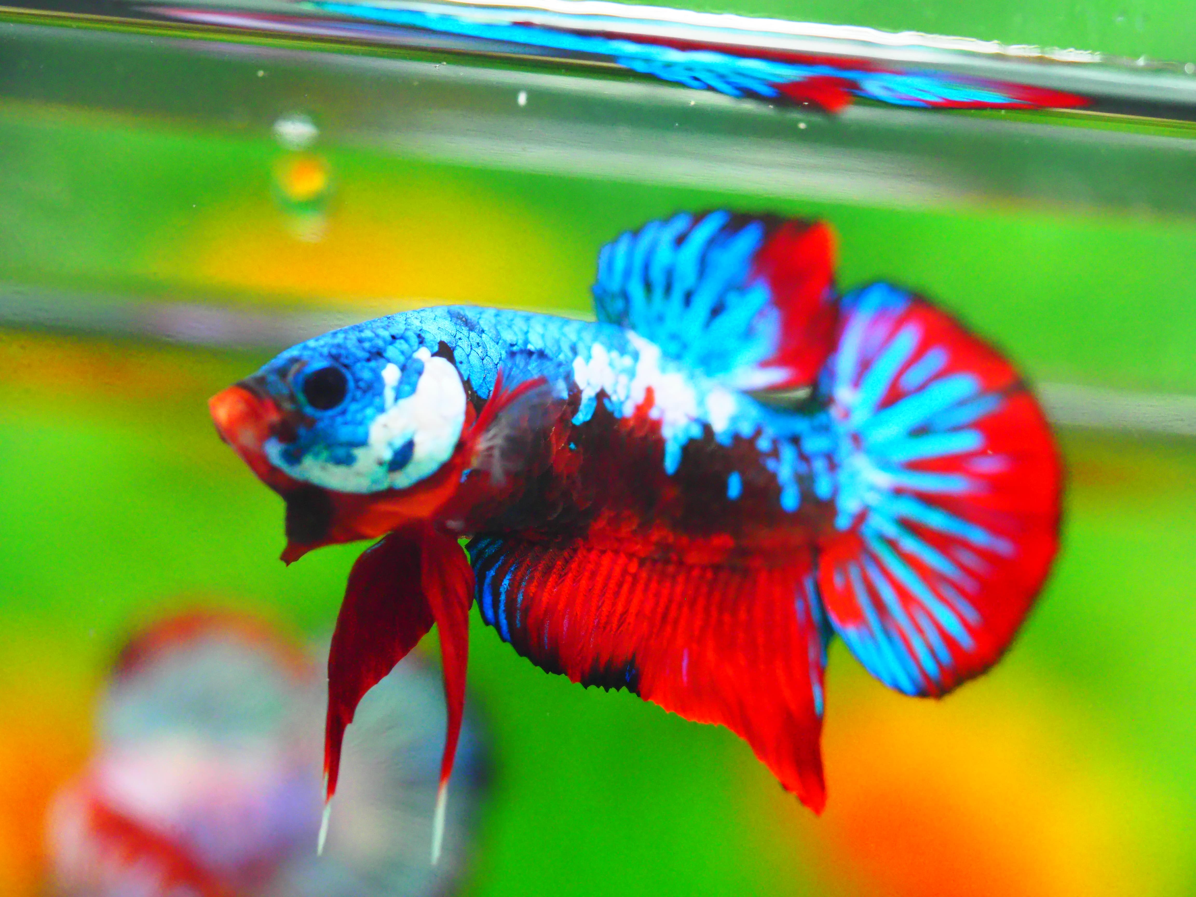 HMPK KOI GALAXY MALE GRADE A +++