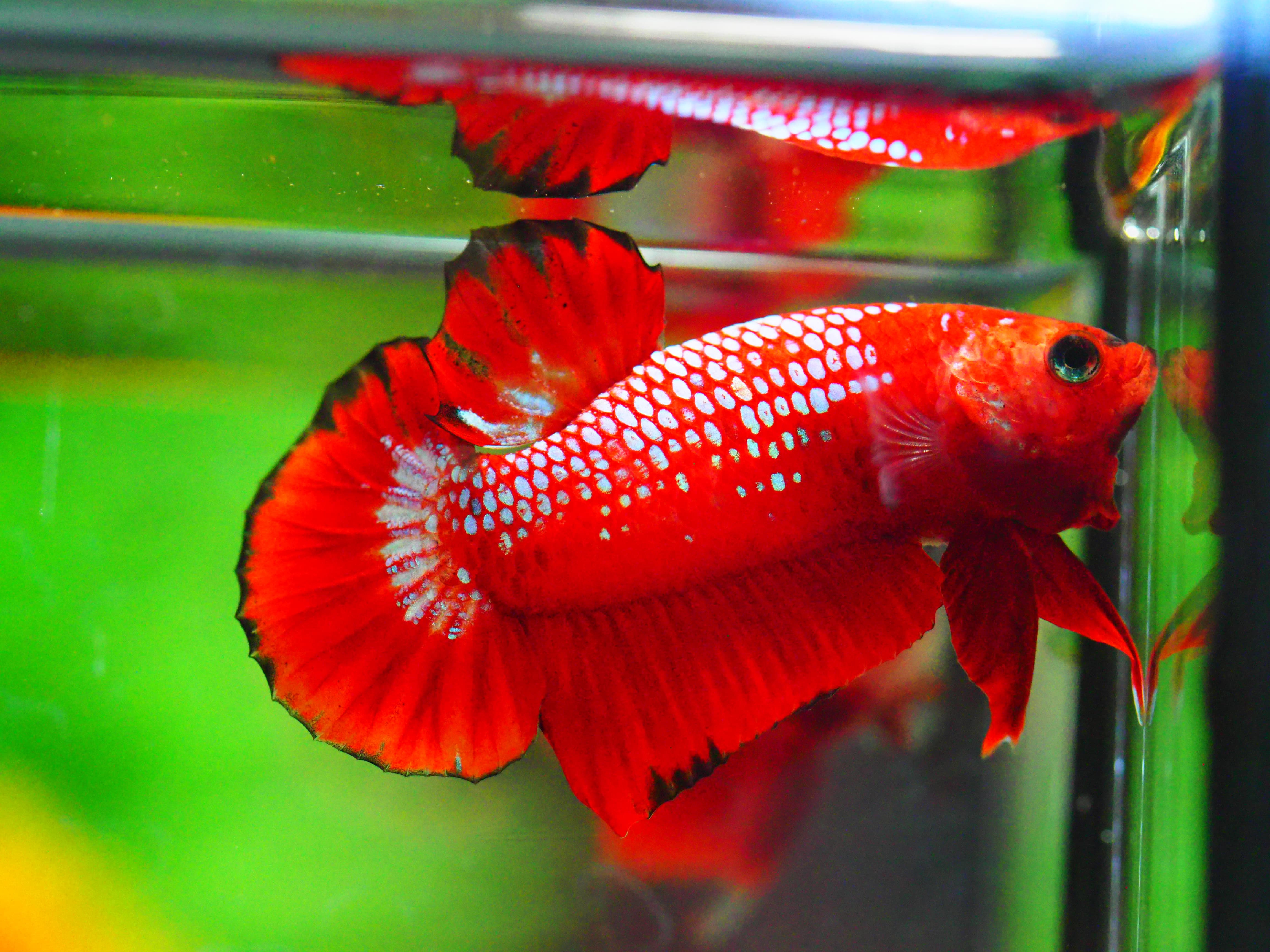 HMPK HELLBOY MALE GRADE A +++