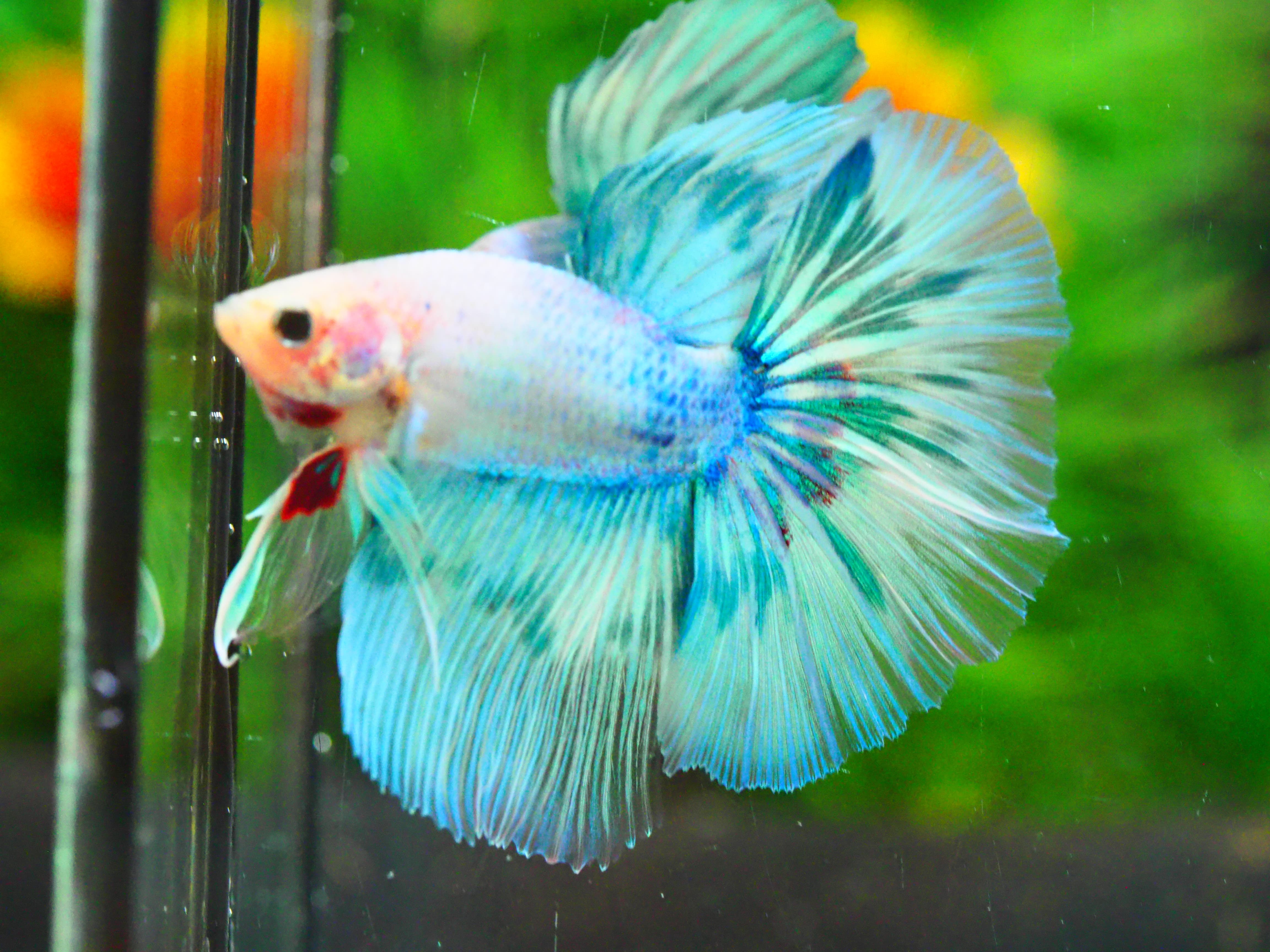 HM FANCY MALE GRADE A +++