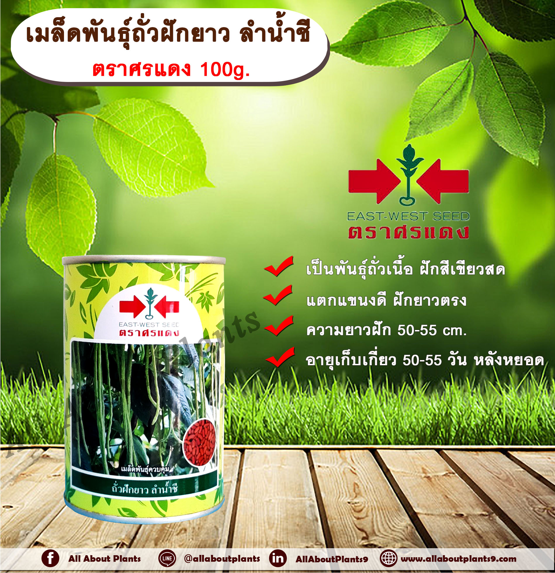 เมล็ดพันธุ์ถั่วฝักยาว ลำน้ำชี ตราศรแดง 100g. เมล็ดพันธุ์ เมล็ดพันธุ์ผัก เมล็ดพันธุ์พืช ถั่วฝักยาว ผักสวนครัว ต้นแข็งแรง ฝักยาวตรง สีเขียวสด ติดฝักดก สม่ำเสมอ เมล็ดพันธุ์ควบคุม ศรแดง กระป๋อง