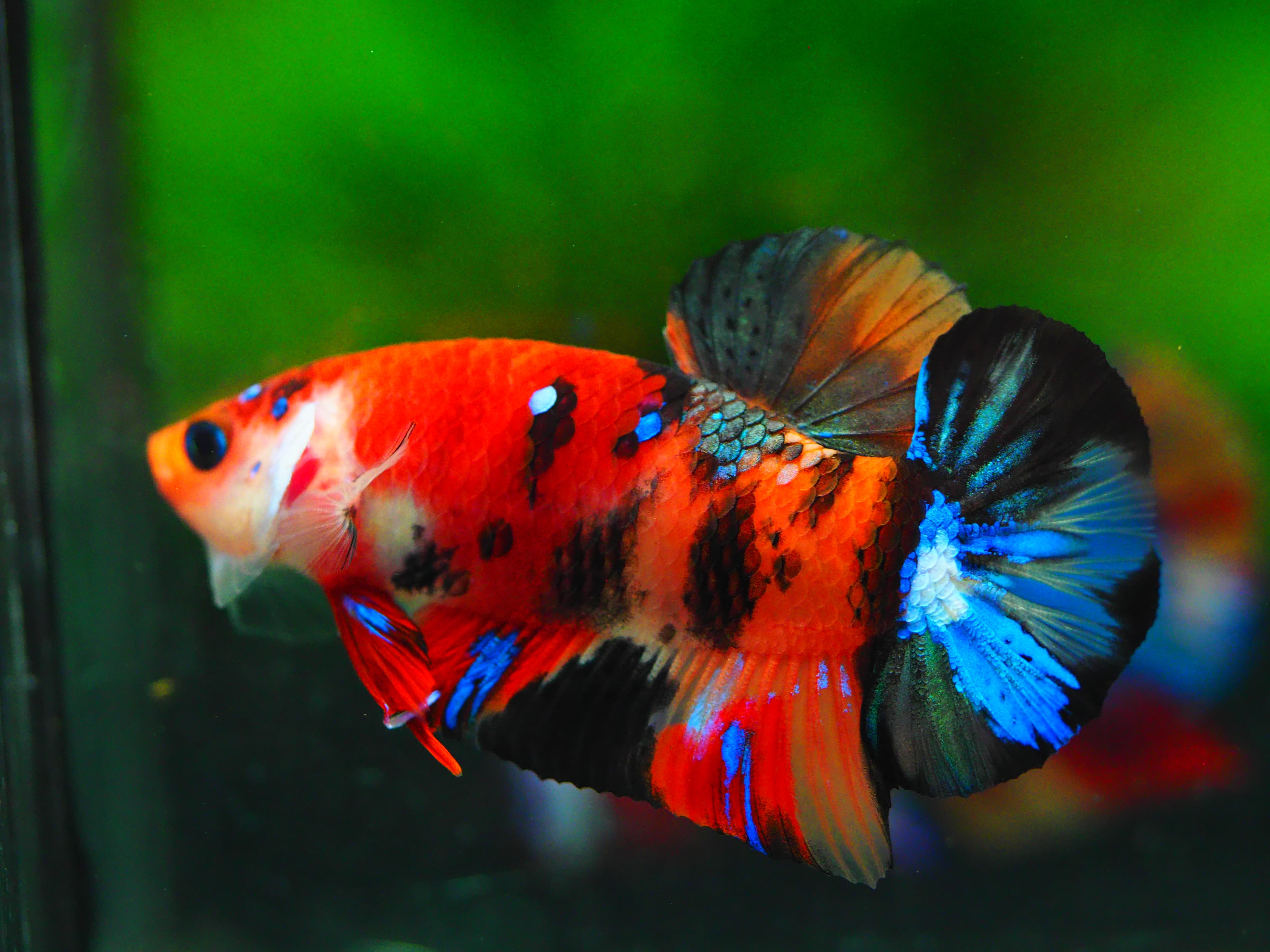 HMPK NEMO GALAXY MALE GRADE A+++