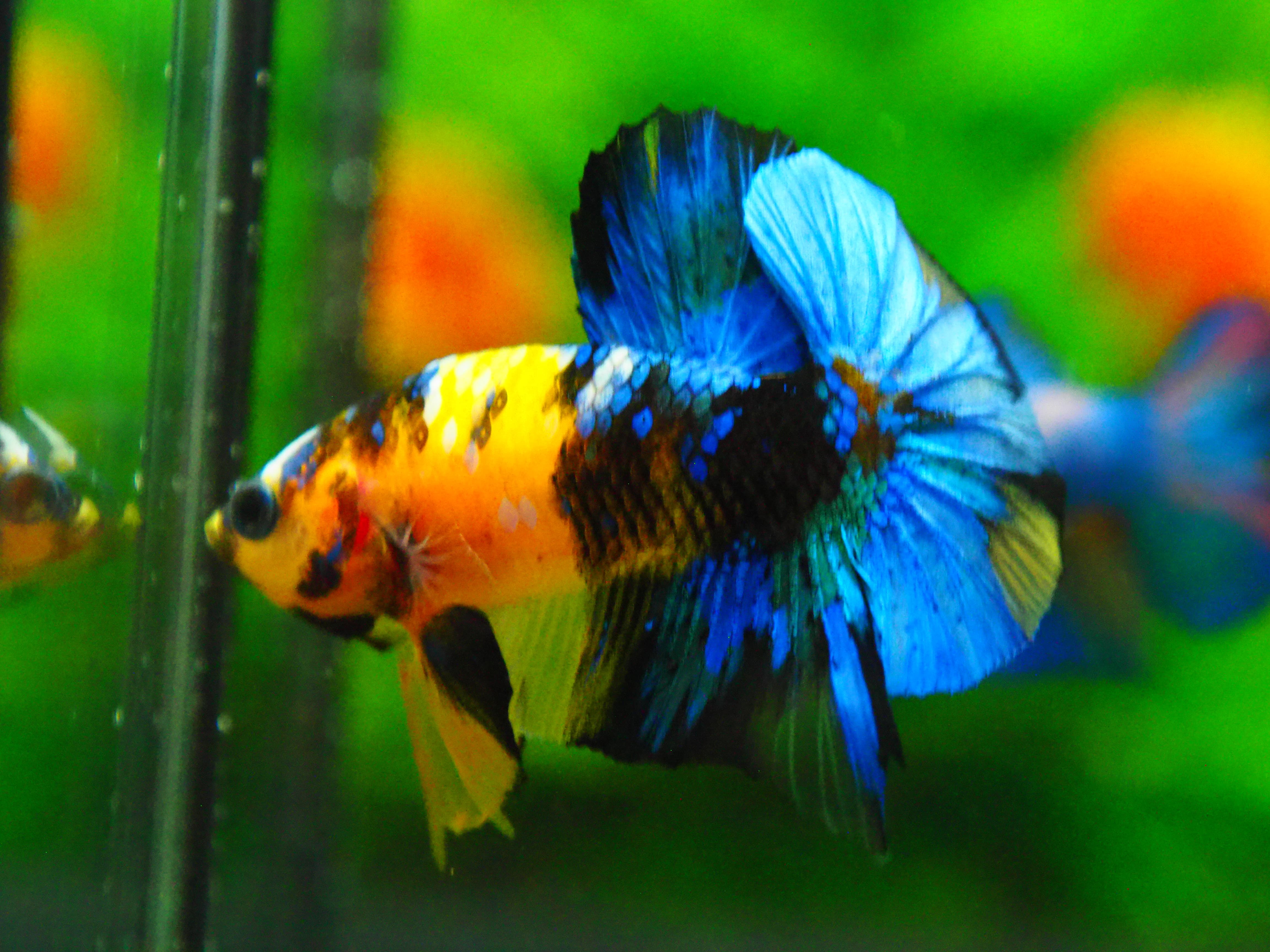 HMPK KOI YELLOW FN MALE GRADE A +++
