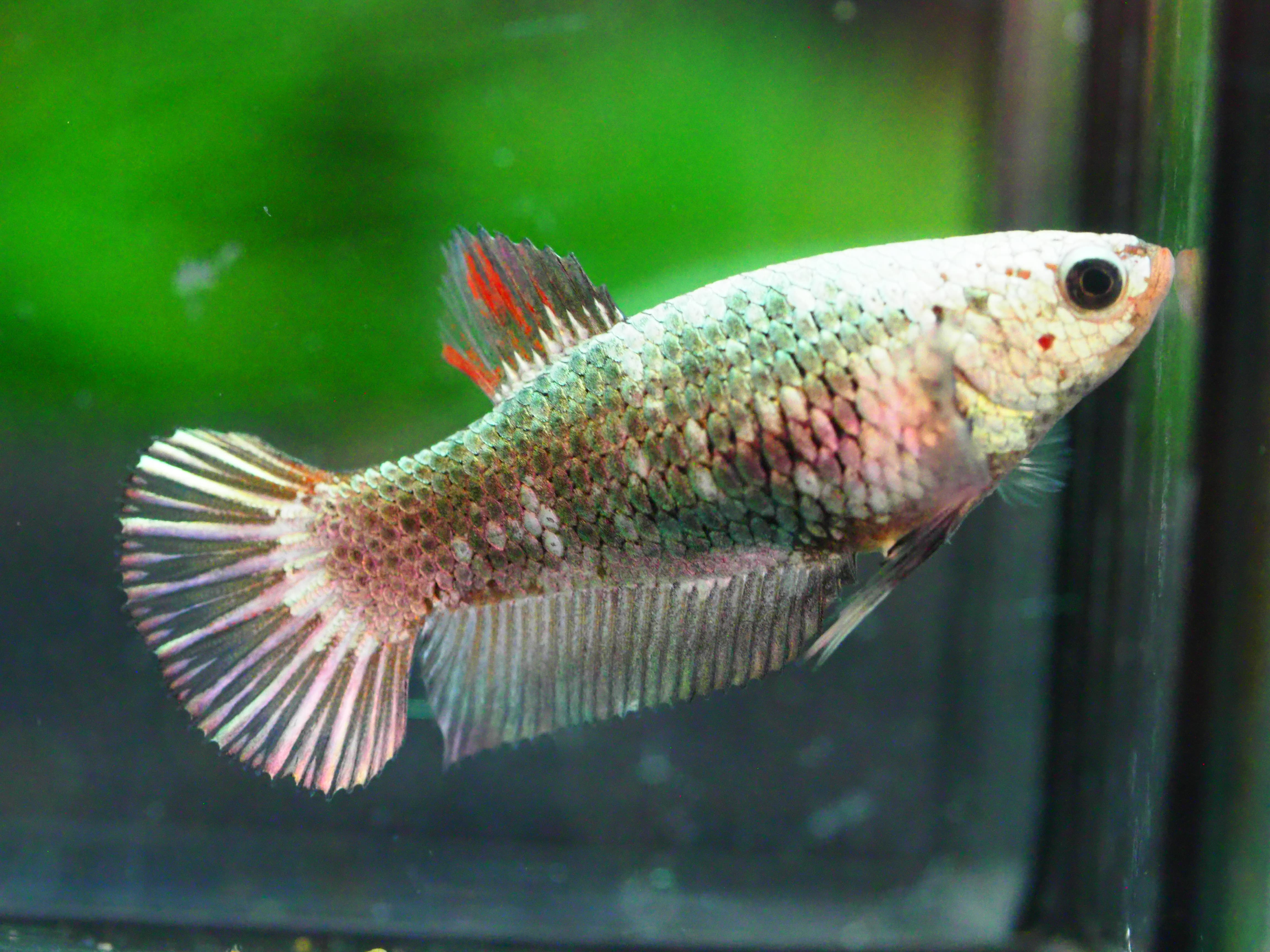 HMPK FANCY MALE GRADE A +++