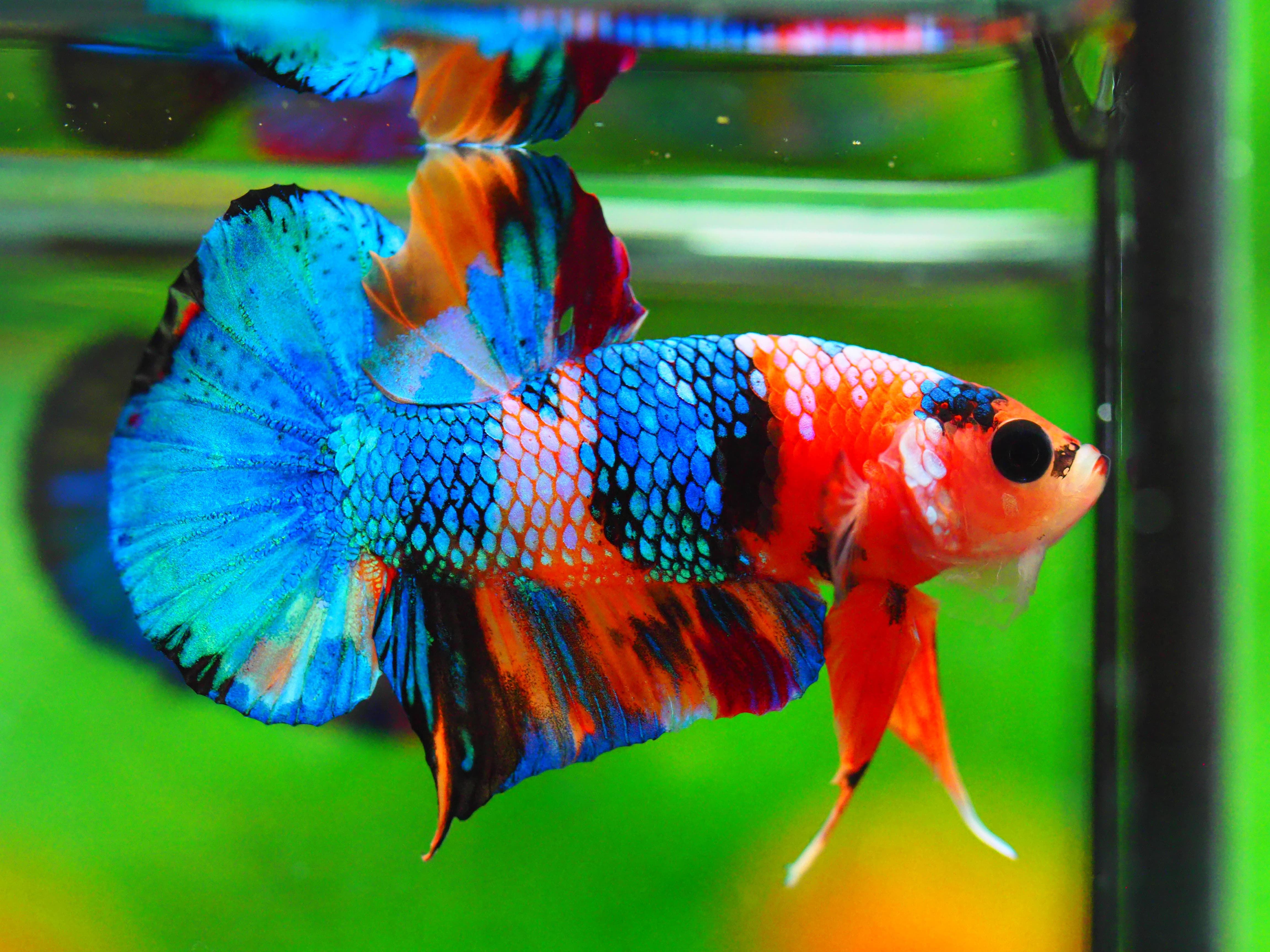 HMPK NEMO GALAXY MALE GRADE A +++