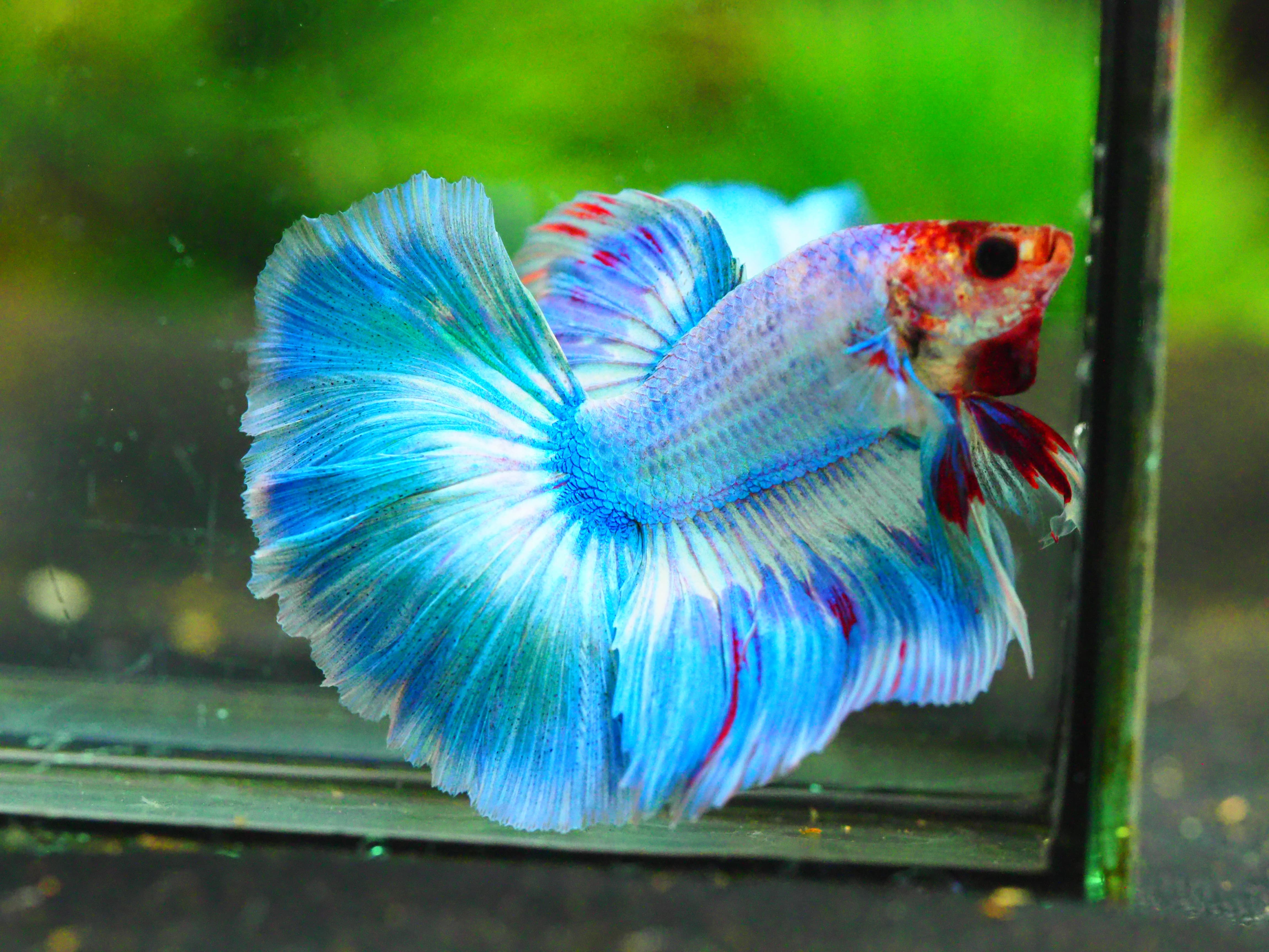 HM FANCY MALE GRADE A +++