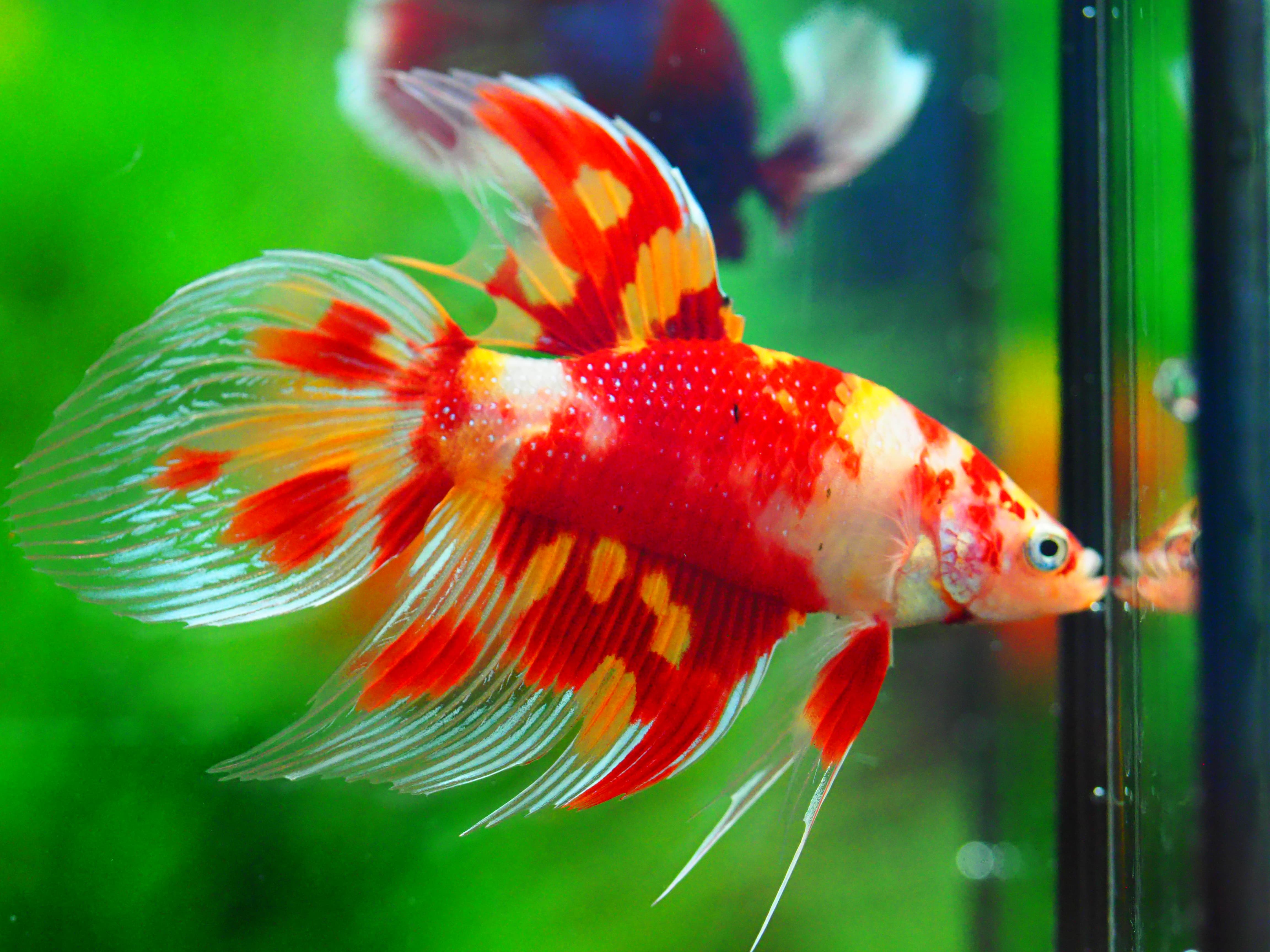 VT NEMO MALE GRADE A +++