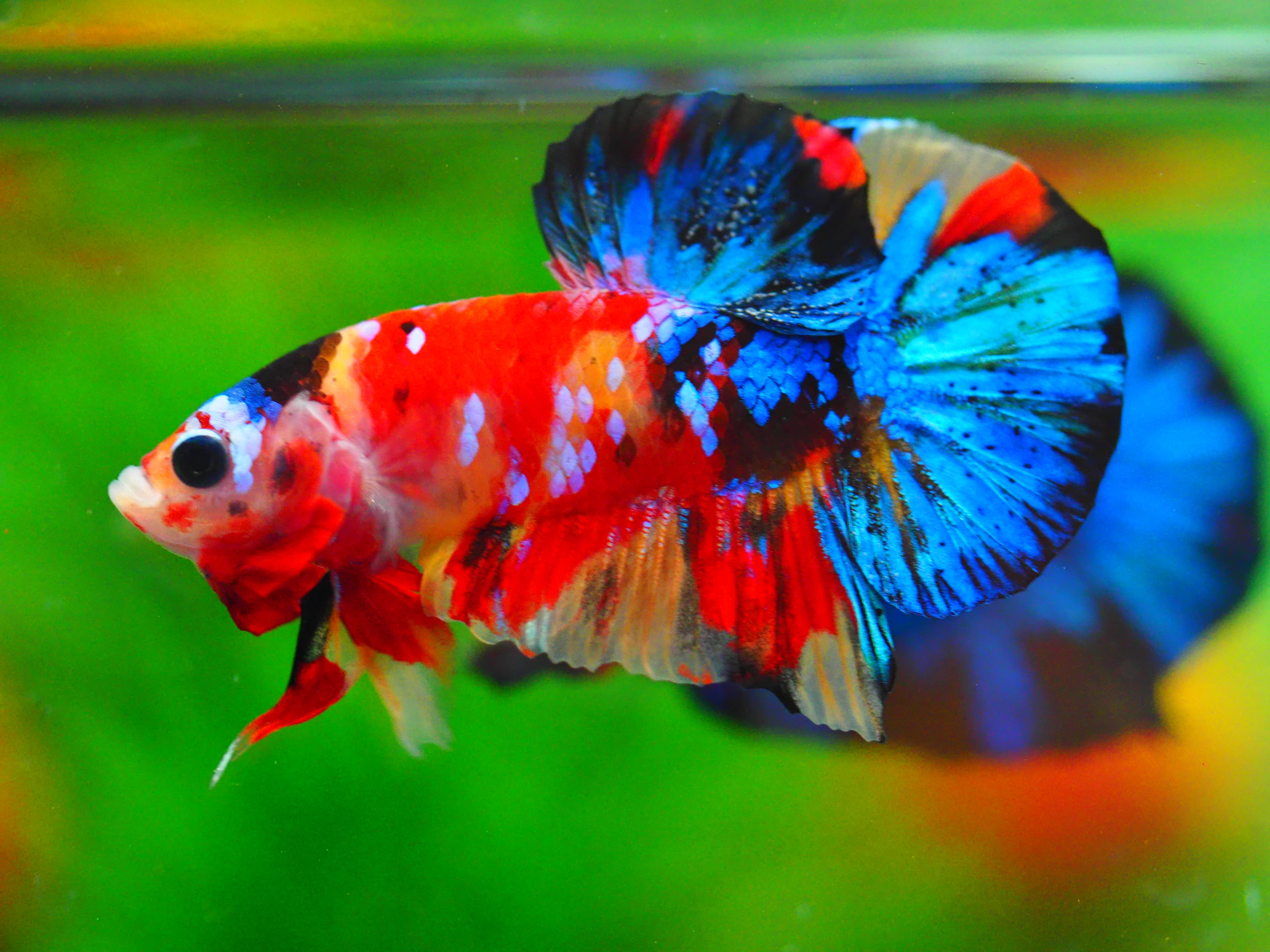 HMPK NEMO GALAXY MALE GRADE A+++