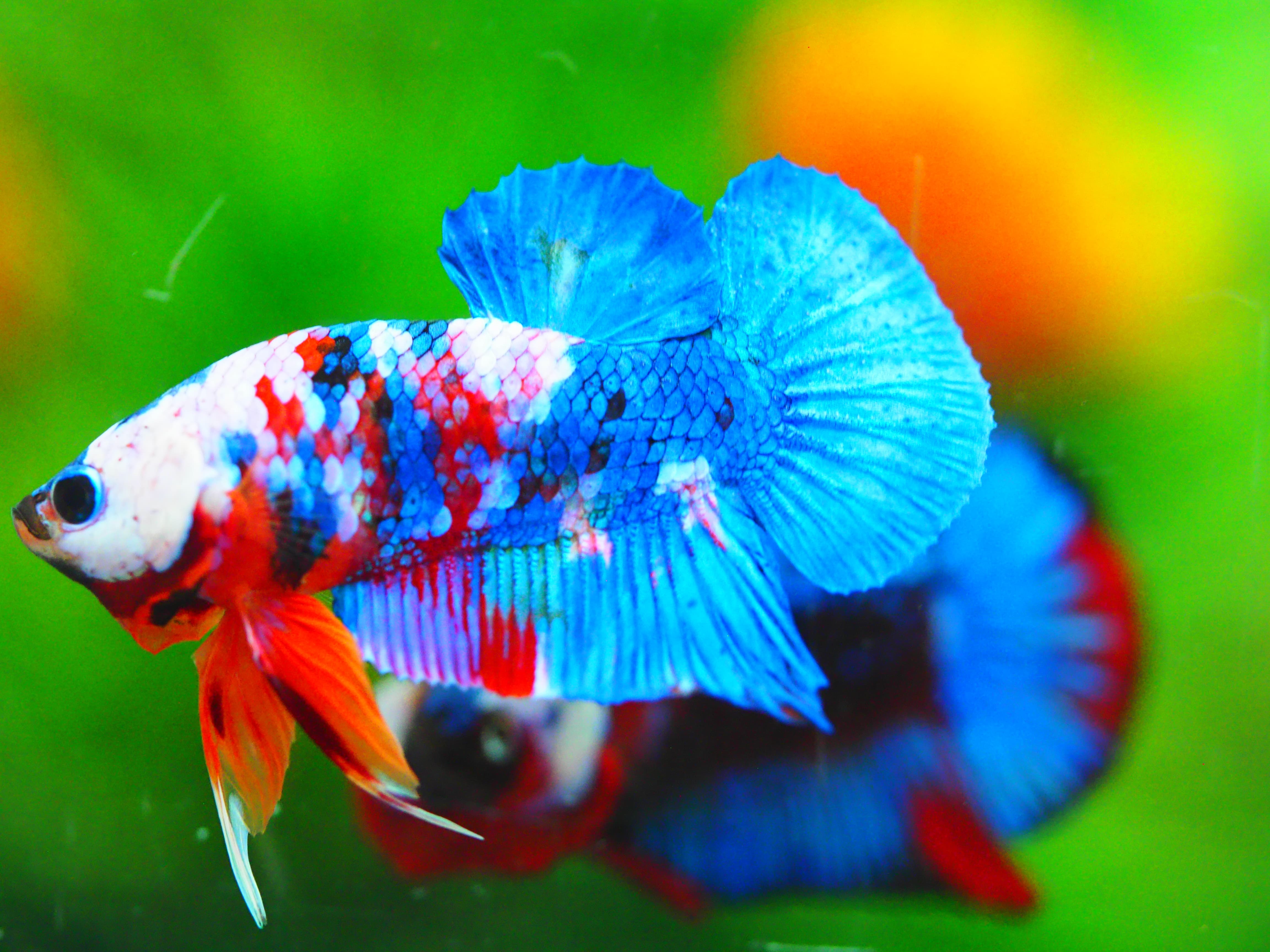 HMPK KOI GALAXY MALE GRADE A +++