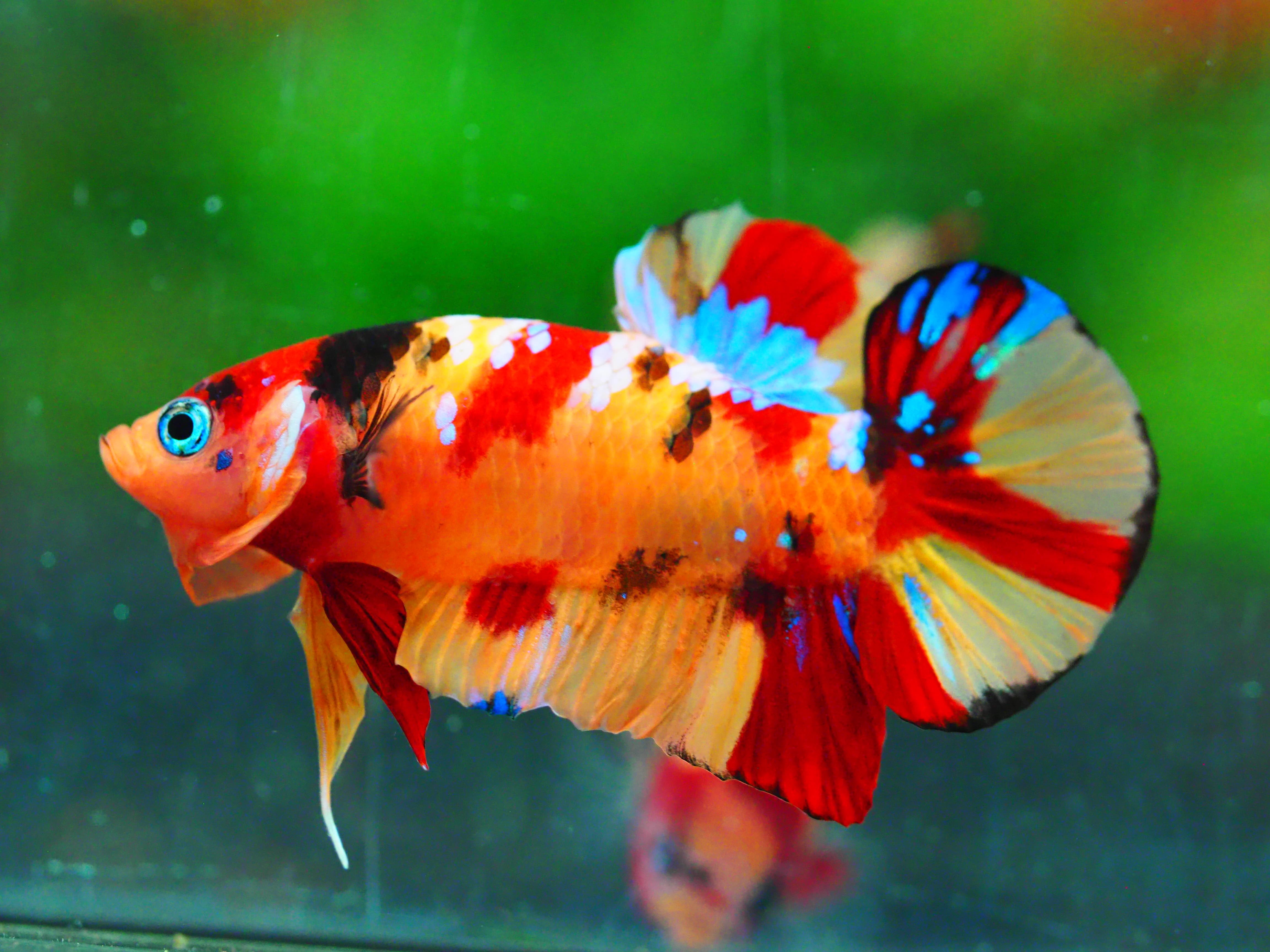 HMPK NEMO GALAXY MALE GRADE A +++