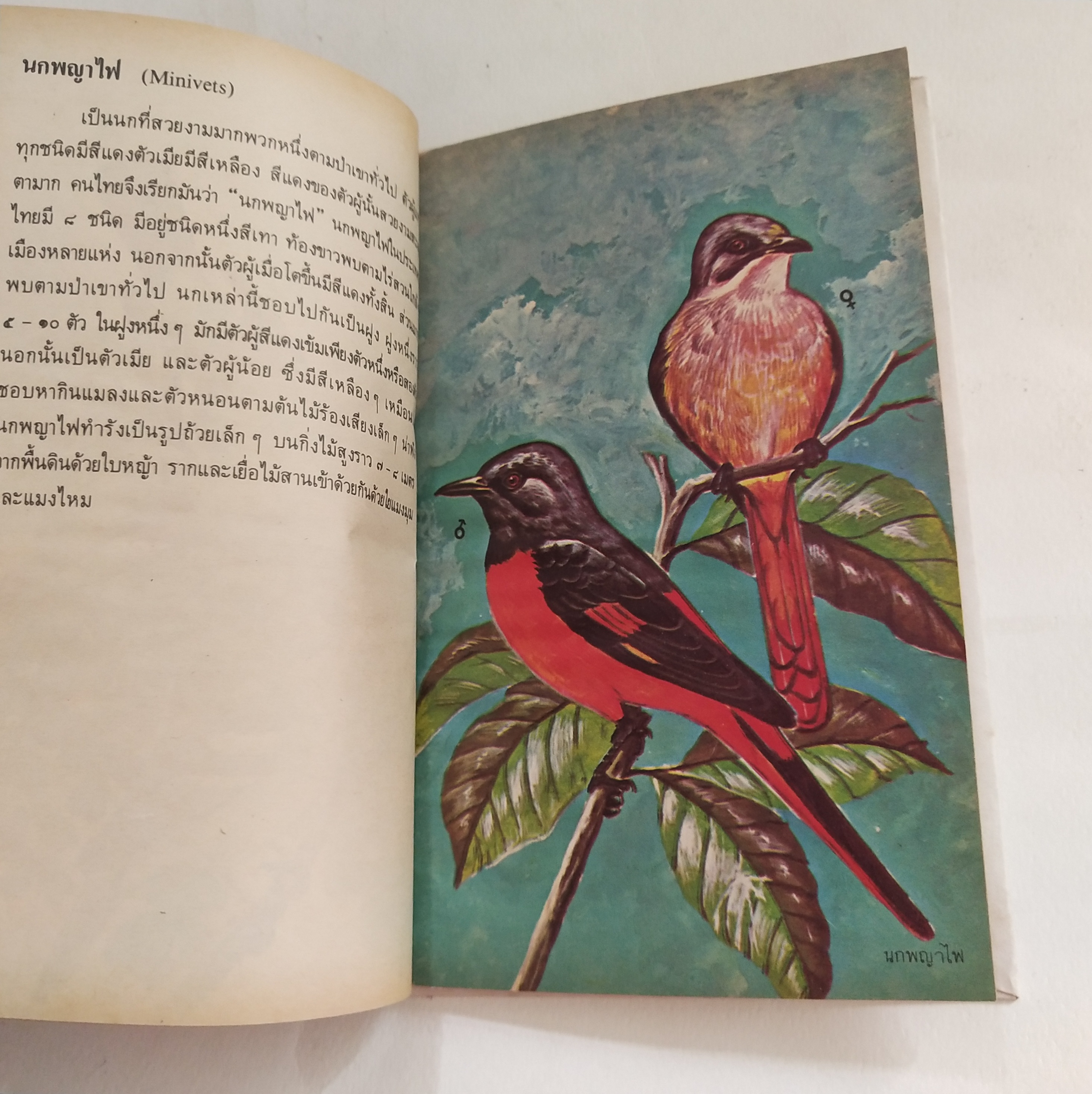 หนังสือเล่มเล็ก ชุดความรู้ไทย ขององค์การค้าของคุรุสภา นกสวน โดย นายแพทย์บุญส่ง เลขะกุล พิมพ์ครั้งที่ 2 2526ฤ