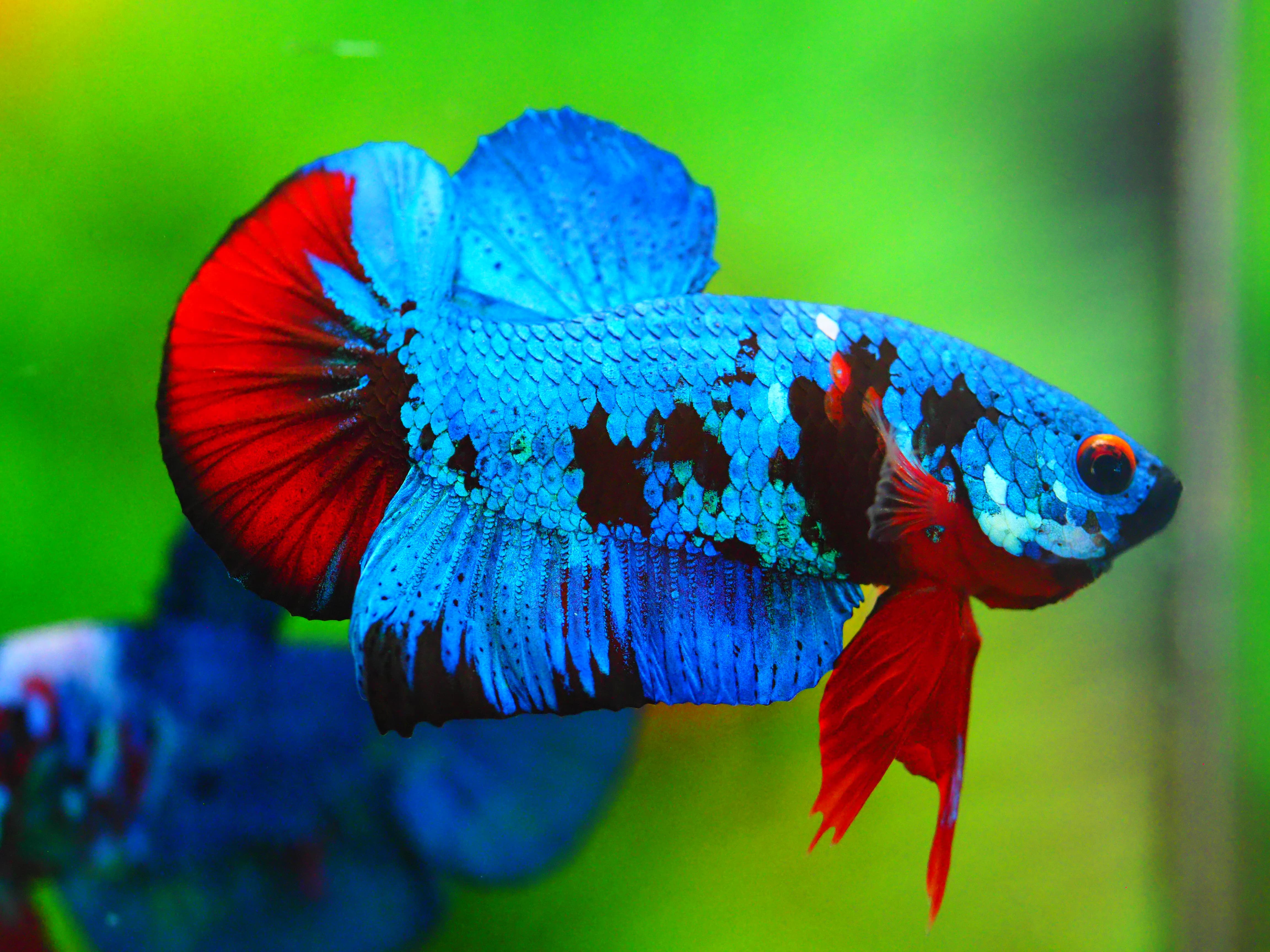 HMPK KOI GALAXY MALE GRADE A +++