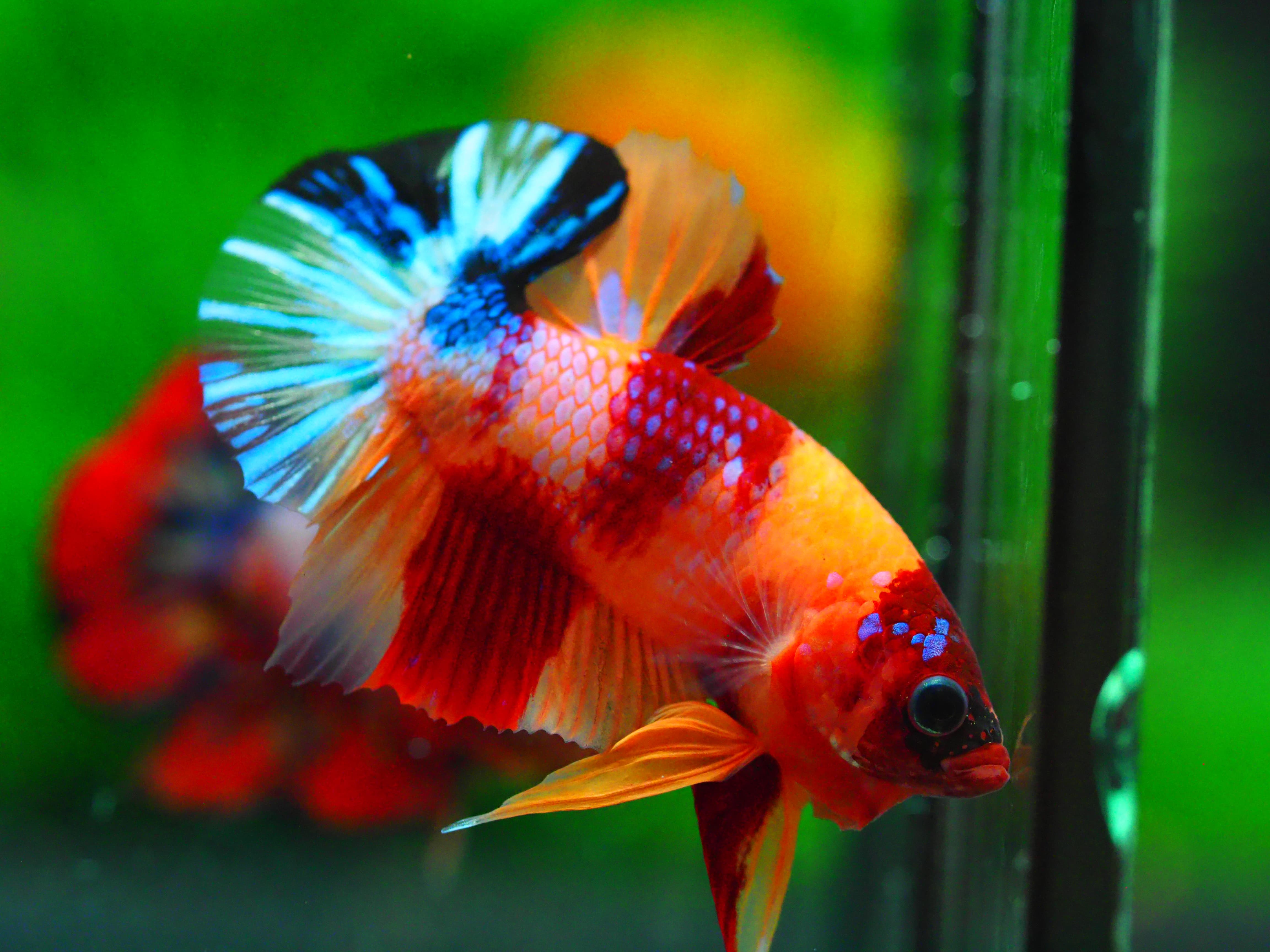 HMPK NEMO GALAXY MALE GRADE A +++