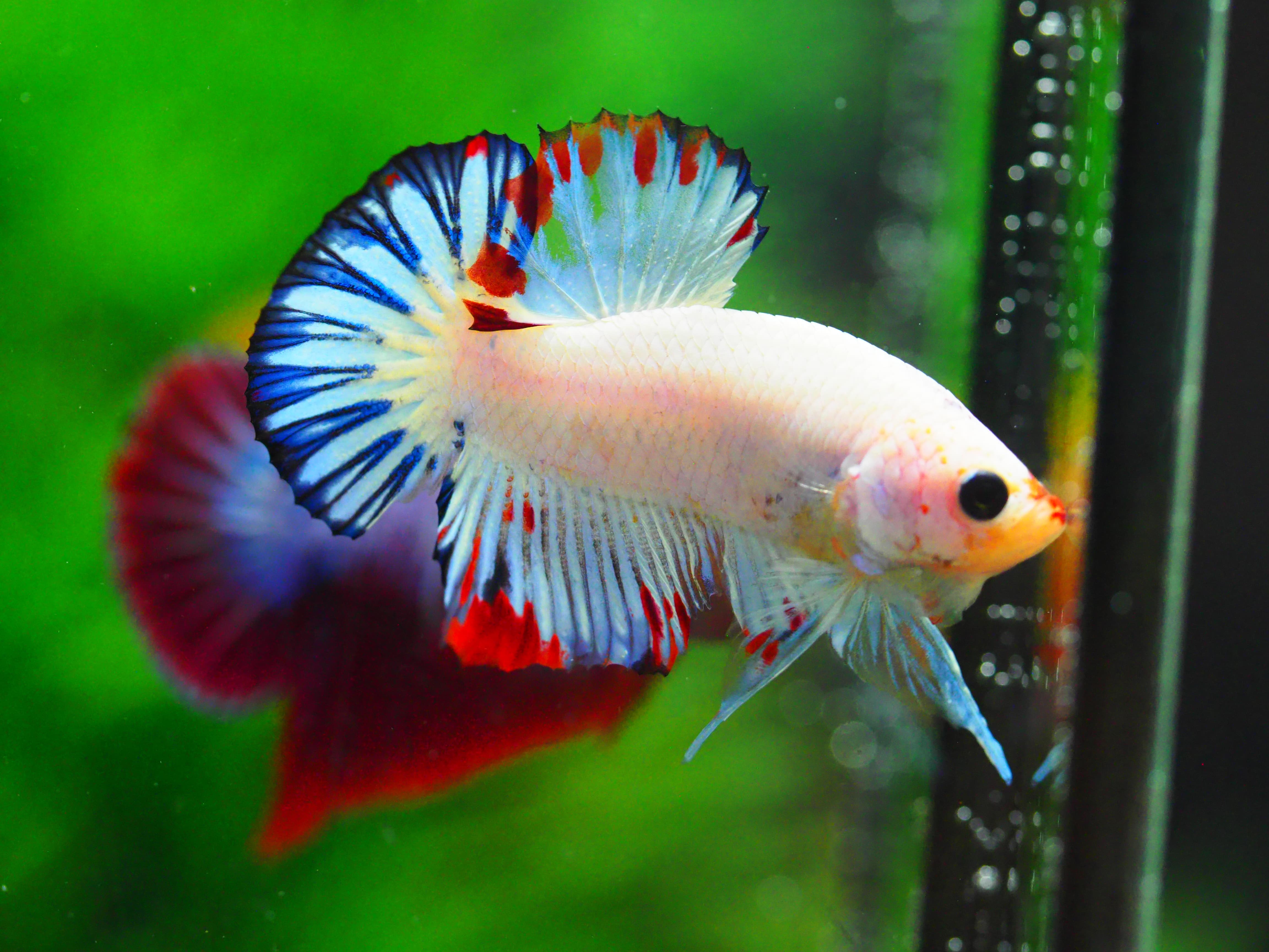 HMPK FANCY MALE GRADE A +++