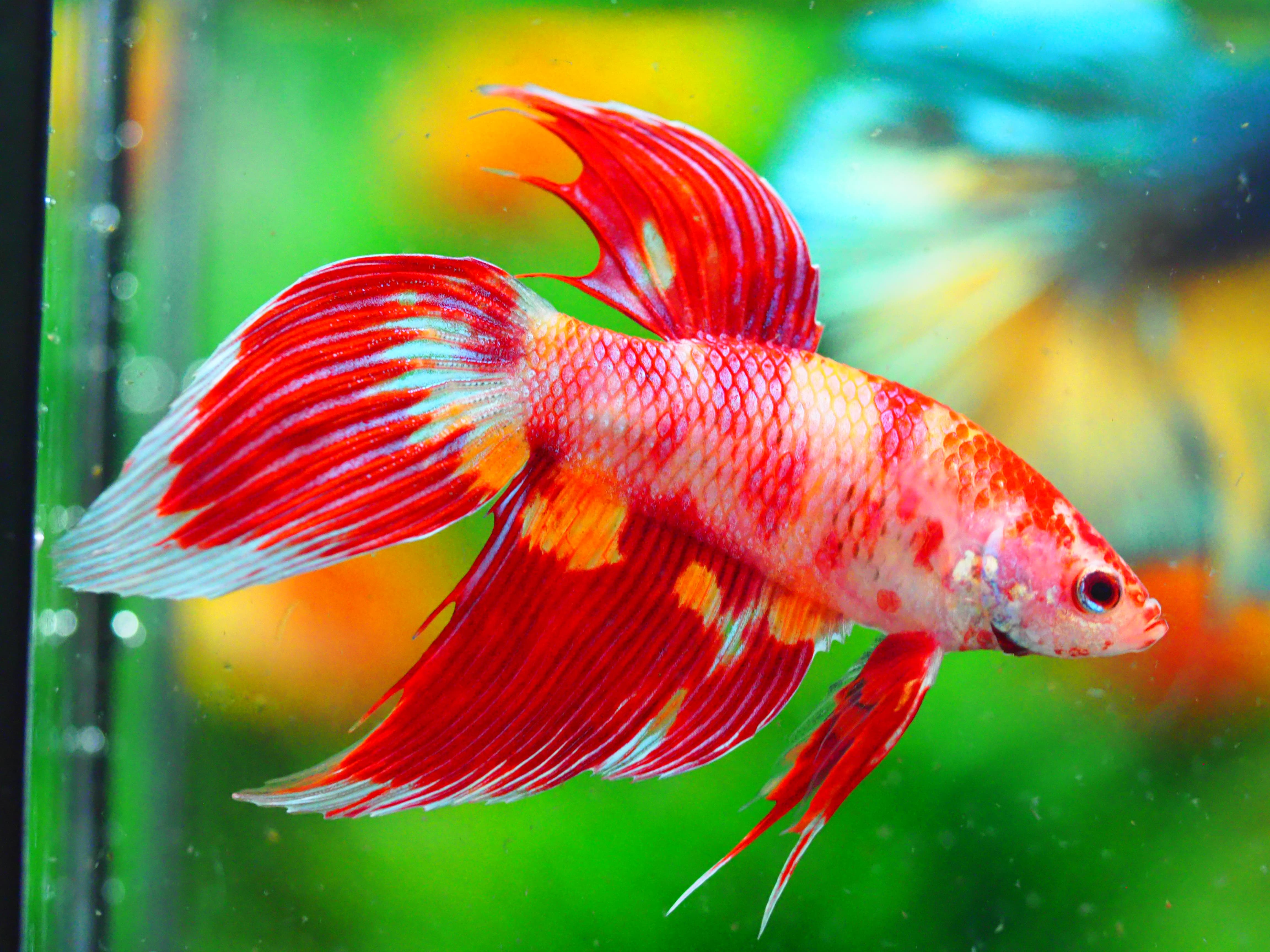 VT NEMO MALE GRADE A +++