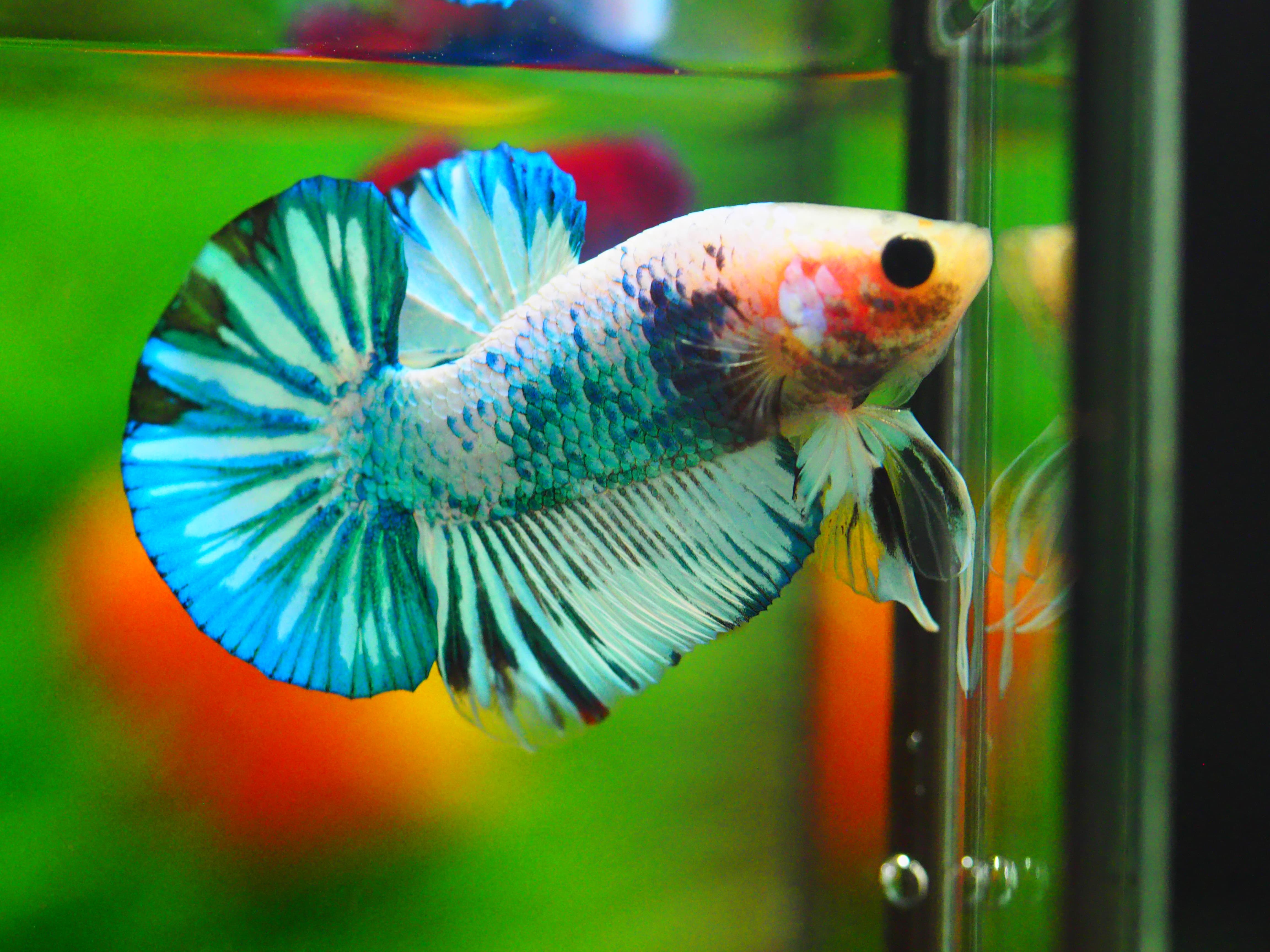 HMPK FANCY MALE GRADE A +++