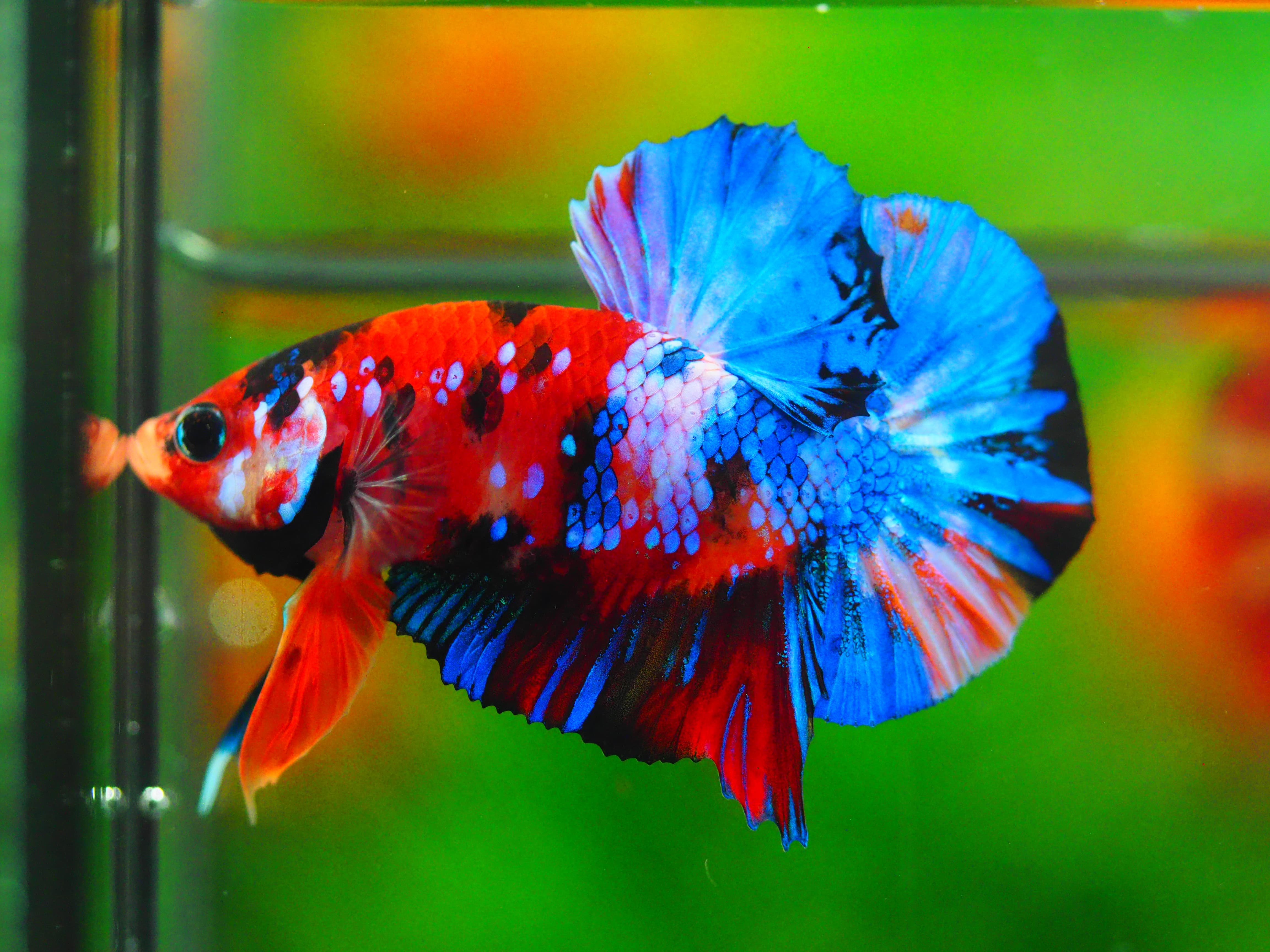 HMPK NEMO GALAXY MALE GRADE A++