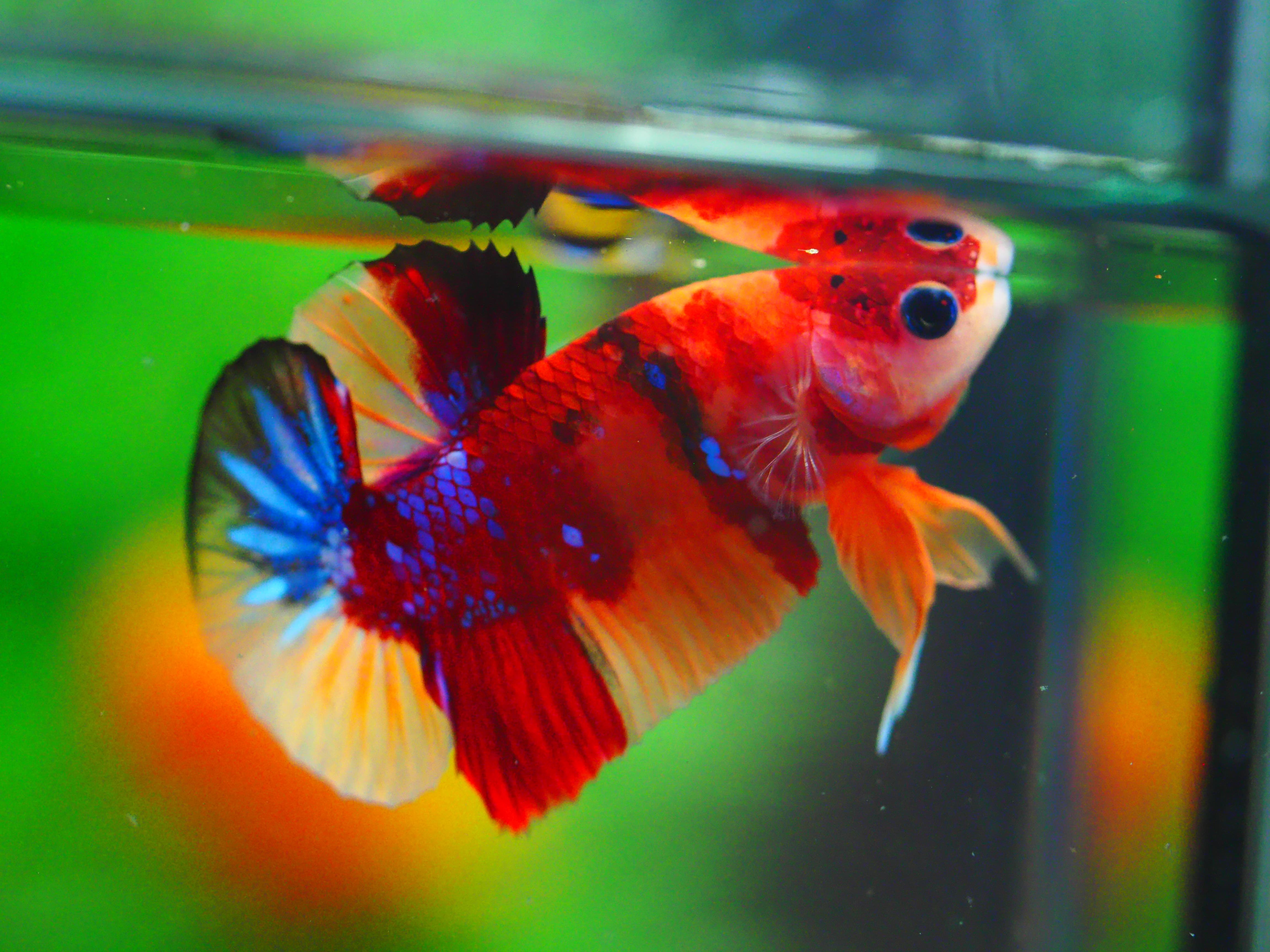 HMPK NEMO MALE GRADE A +++