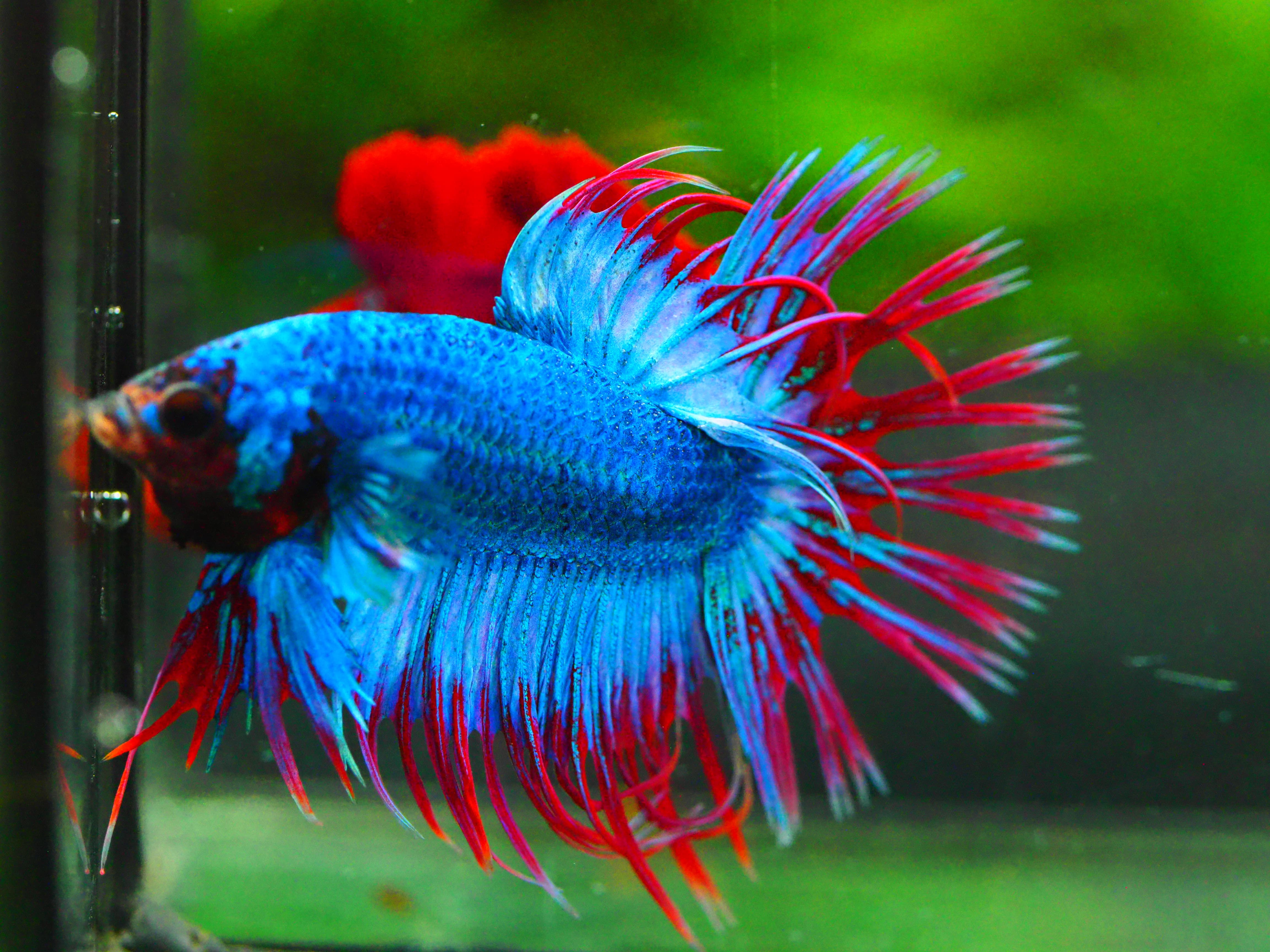 CT FANCY MALE GRADE A +++