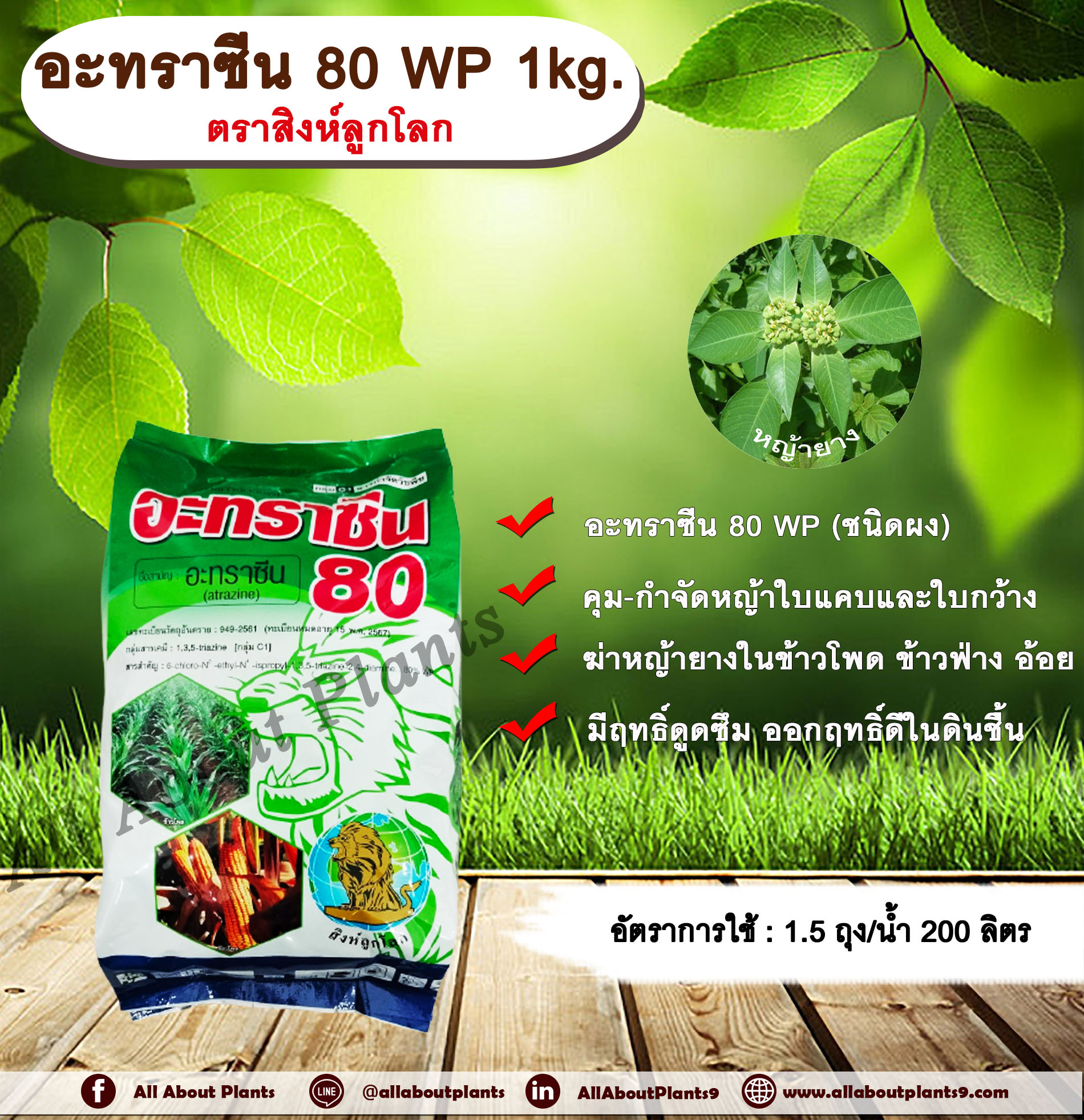 อาทราซีน 80 1kg. ตราสิงห์ลูกโลก อาทราซีน อะทราซีน สารคุมและกำจัดวัชพืช ใบแคบและใบกว้าง แบบดูดซึม ชนิดผง กำจัดหญ้ายาง ในไร่ข้าวโพด ข้าวฟ่าง อ้อย allaboutplants ชิ้น