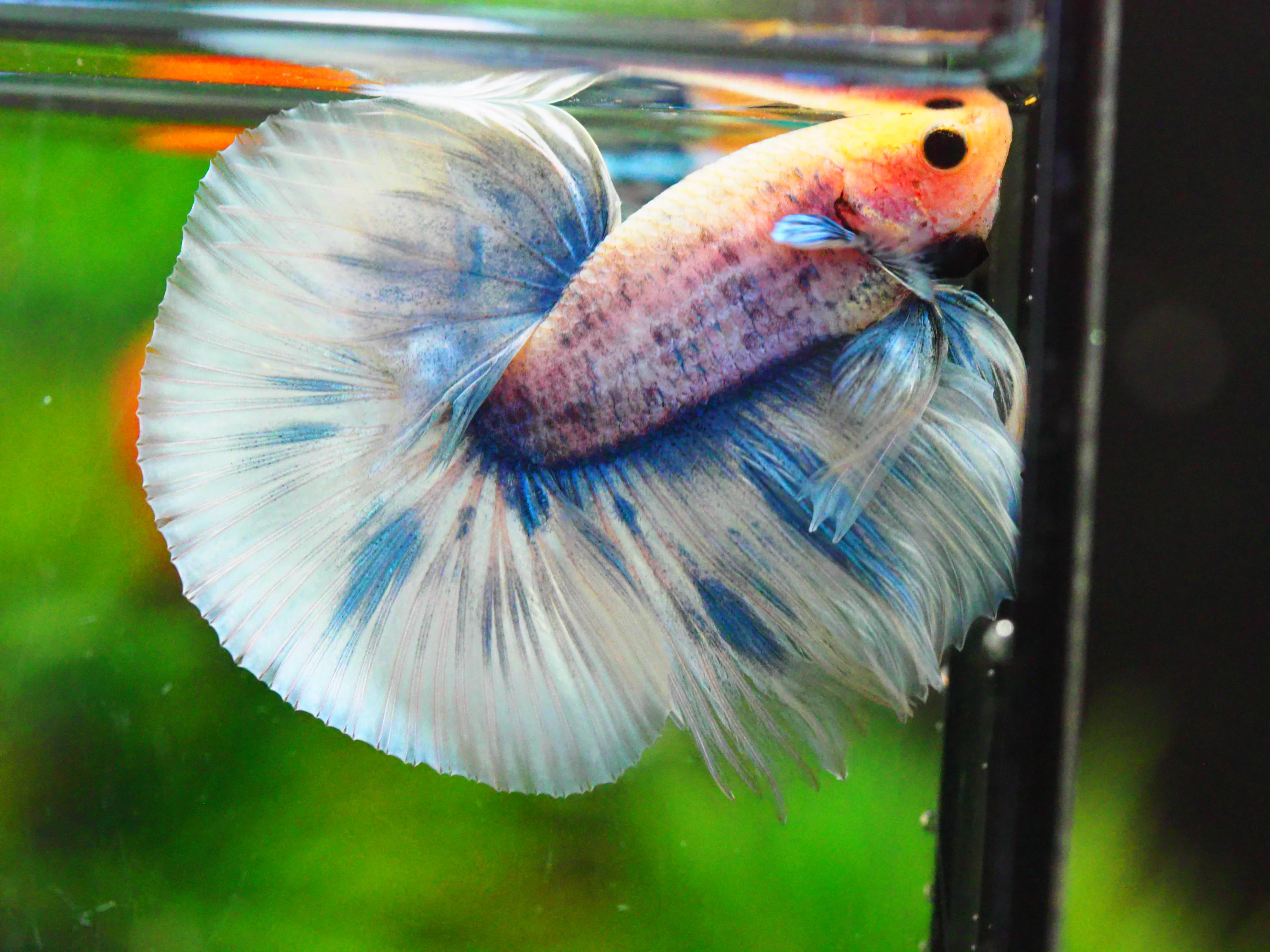 HM FANCY MALE GRADE A +++